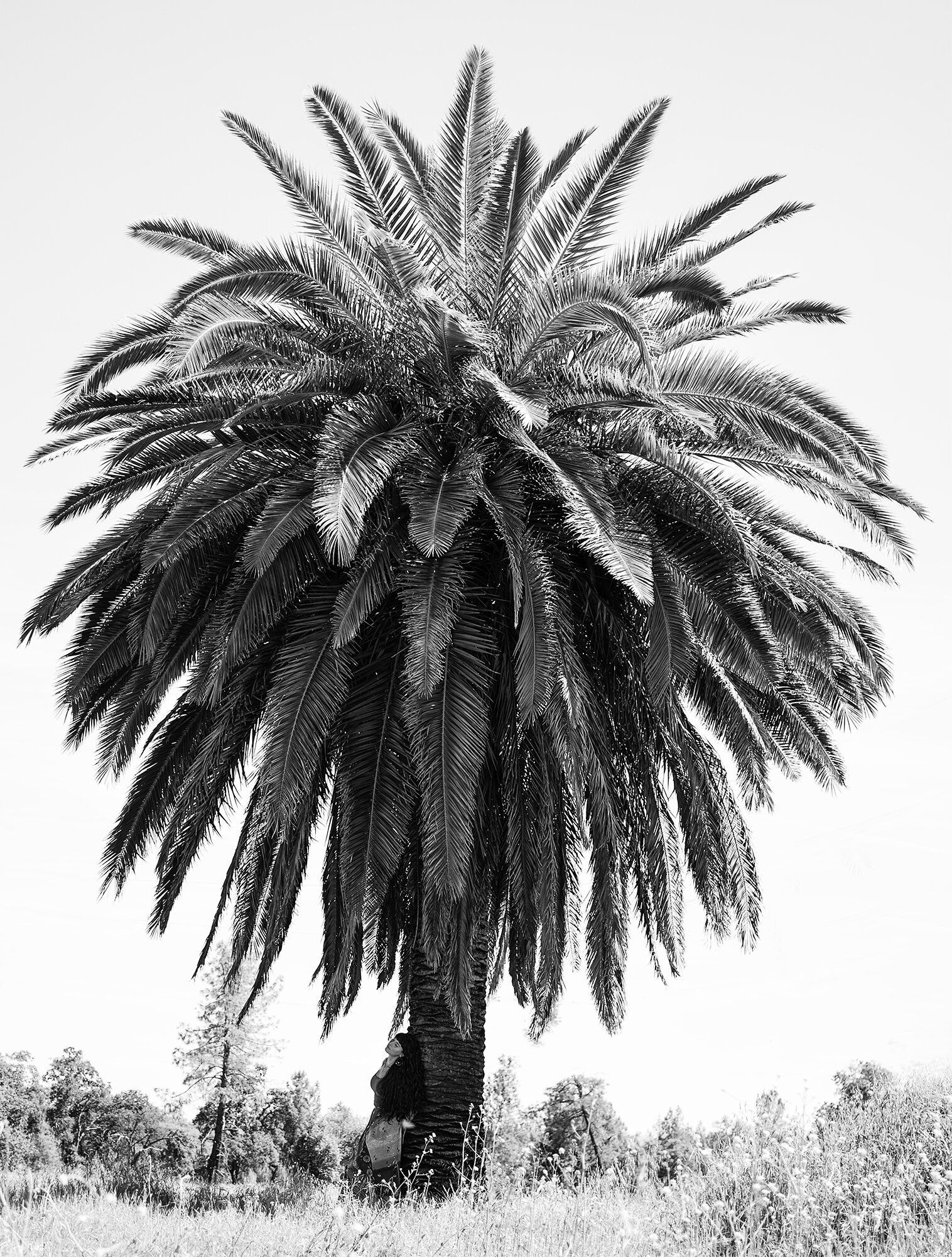 Casablanca Palm Tree.jpg