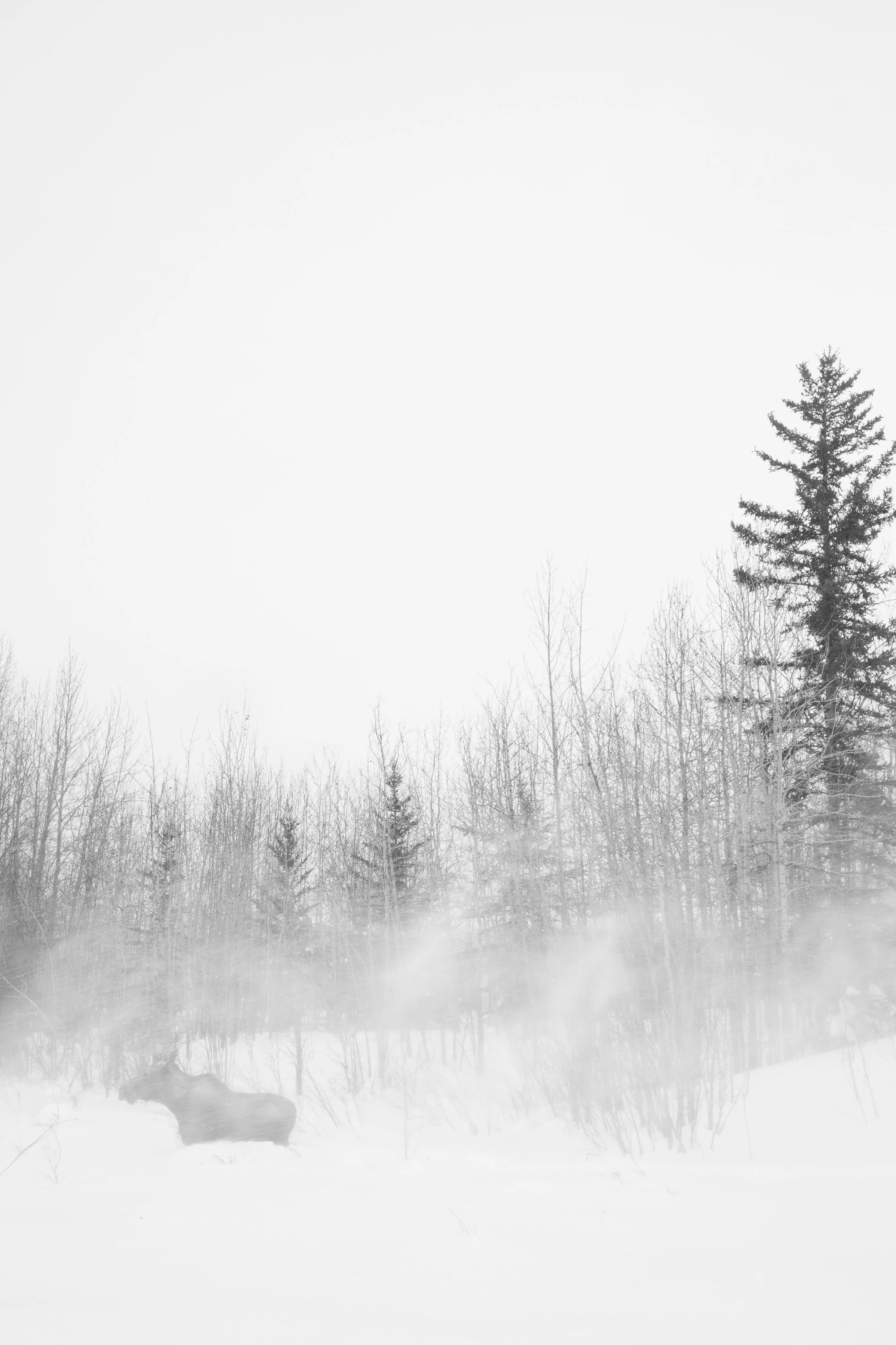 01_Drifting Snow.jpg