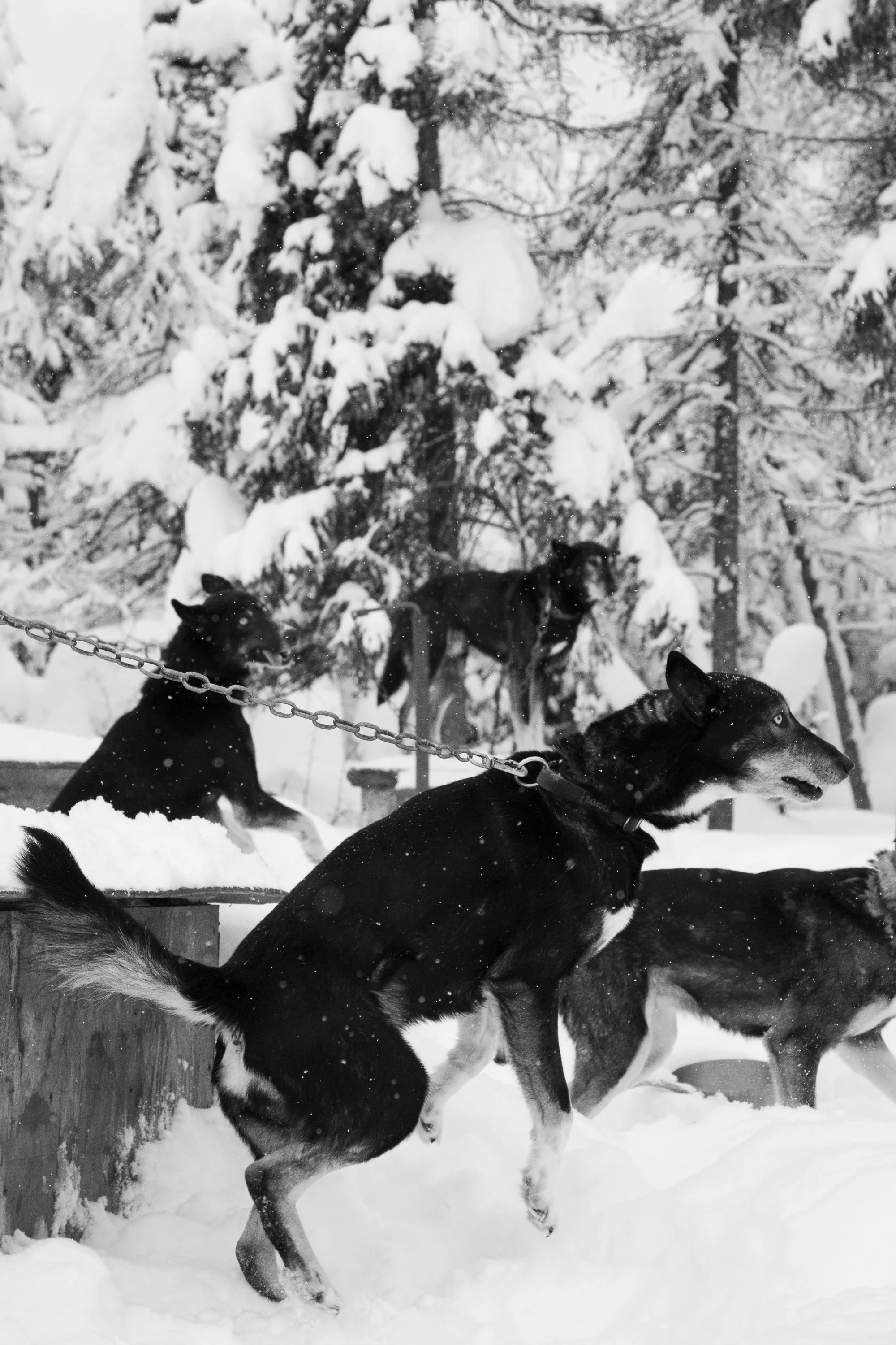 12_Drifting Snow.jpg