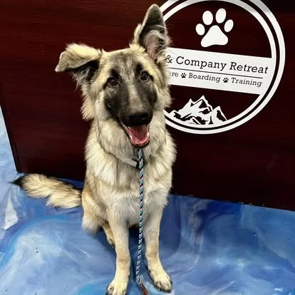 Dog with one floppy ear and one upright ear sitting on a blue tarp in front of a sign that reads 'Company Retreat' with a paw print logo.
