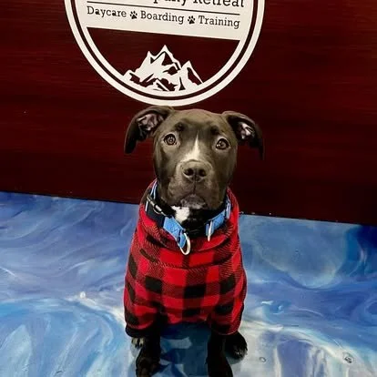 A dog in a red and black checkered sweater sitting indoors in front of a sign for a dog training and boarding facility.