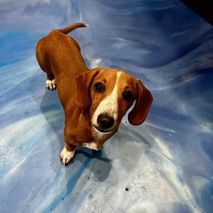 A brown and white puppy with floppy ears standing on a blue surface, looking up at the camera.