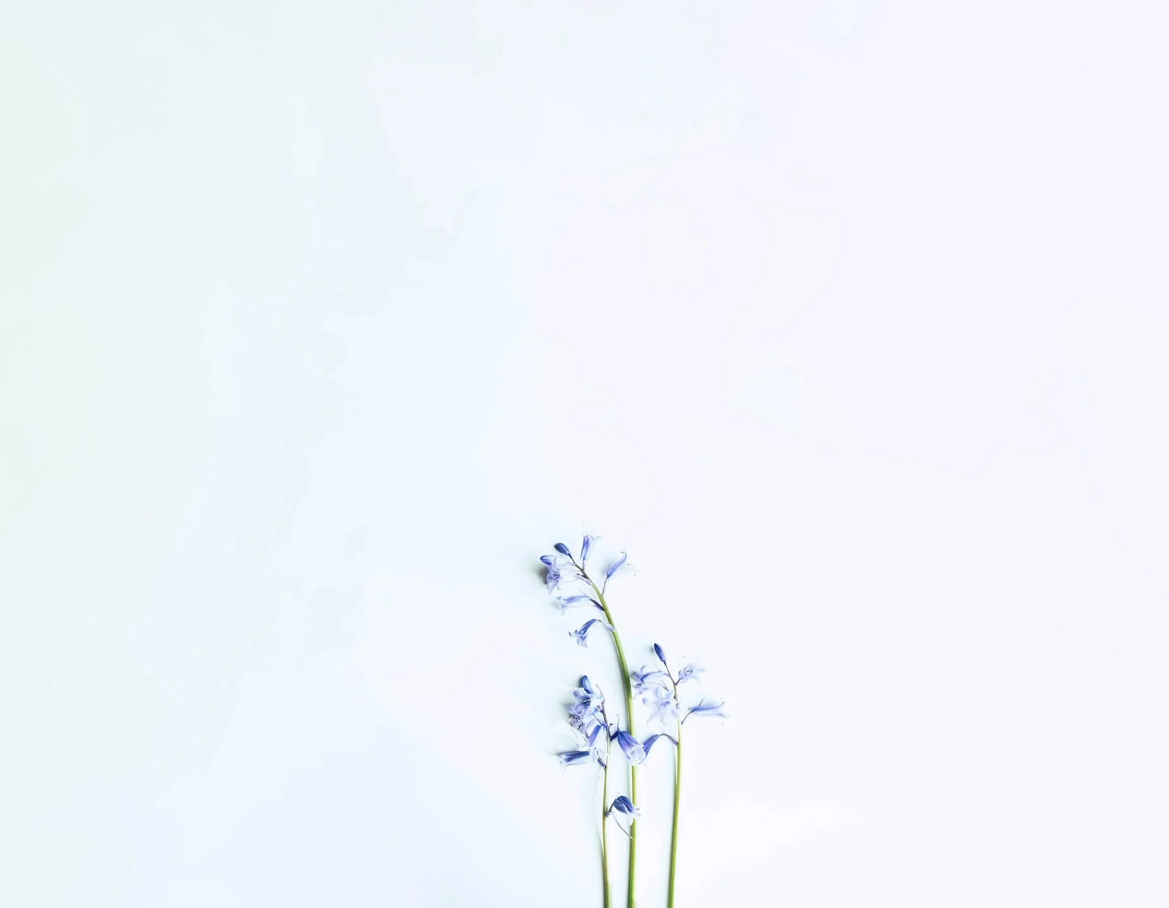flower-bg3.jpg