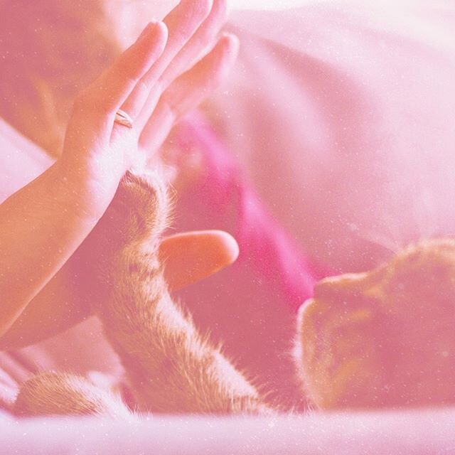 Do you have a furry friend whose been by your side the past few months? Comment and tell us your favorite quarantine pet story! We love our Furry Lumiinators! 💜 ⠀⠀⠀⠀⠀⠀⠀⠀⠀
⠀⠀⠀⠀⠀⠀⠀⠀⠀
Xoxo, Lumii ⭐️ ⠀⠀⠀⠀⠀⠀⠀⠀⠀
⠀⠀⠀⠀⠀⠀⠀⠀⠀
.⠀⠀⠀⠀⠀⠀⠀⠀⠀
⠀⠀⠀⠀⠀⠀⠀⠀⠀ #Lumiinator 