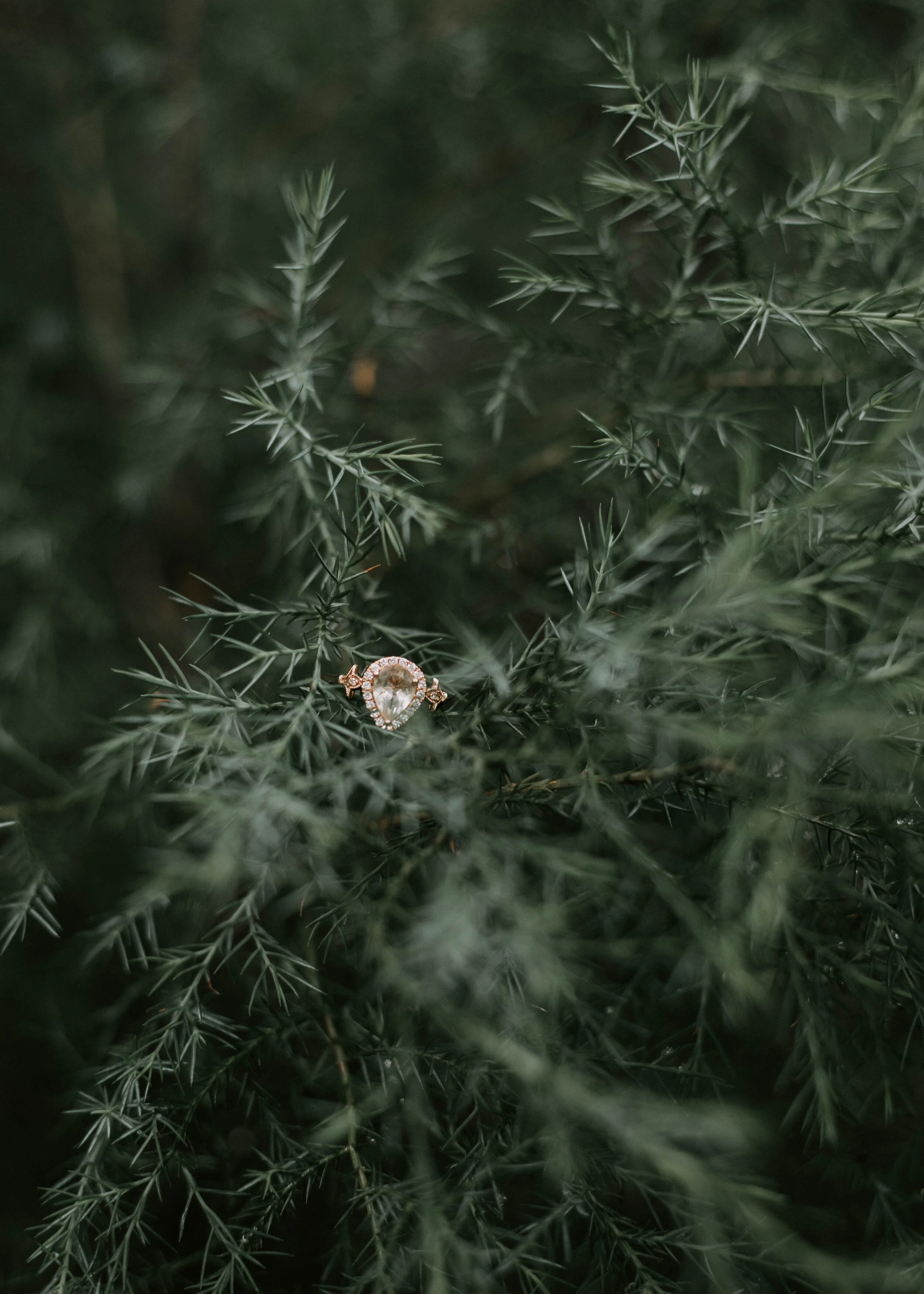 engagement (5 of 49).jpg