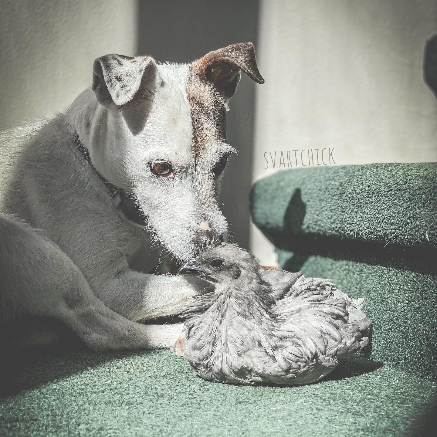 Day ✌🏻 of house bird training... make friends with the family dog to avoid becoming a snack ☑️ 

#housechicken #sundayfunday #sunnyday #chickensofinstagram #dogsandchickens #jackrussellterrier #svarthonasunday #letbefriends #indoorchickens #housepet