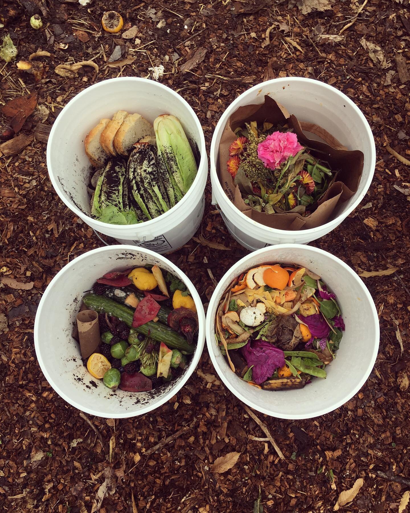 It might be a rainy day today but hey, at least it isn&rsquo;t snow, right!?

Food scraps are looking mighty fine no matter the weather. These in particular are looking extra pretty but will look even better in a month or so when they transform into 