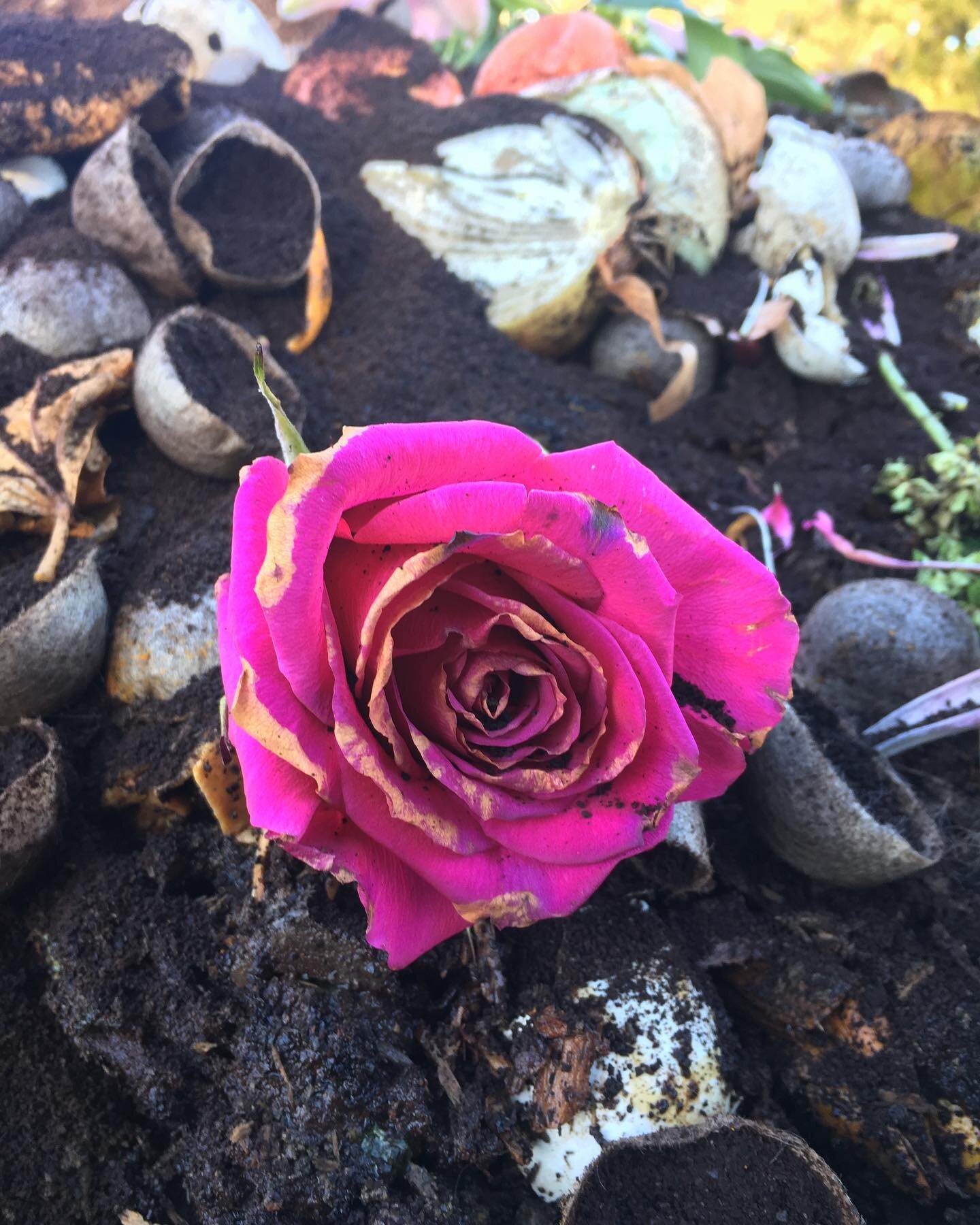 Roses are red
The sky is blue
Compost is sweet
And helps save the Earth, too
🌎💚🌱

Ps., toss your flowers in your bin once they&rsquo;re ready. 🌹

#compost #composting #konacompost #happyvalentinesday #lovetheearth #flowers #flowersofinstagram #ec