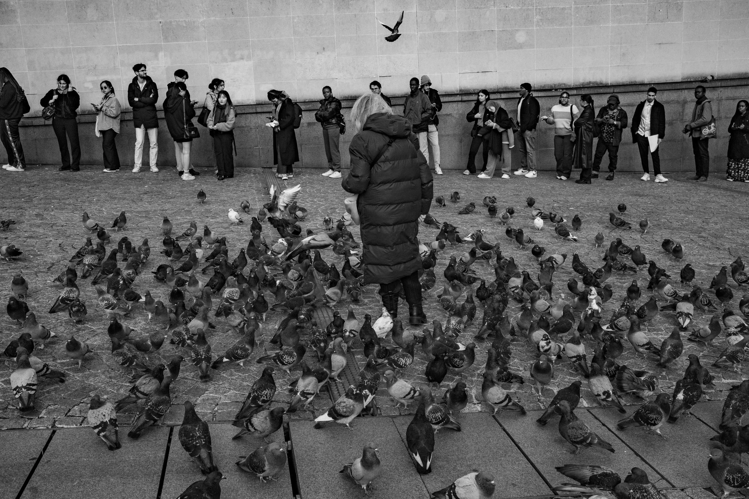 pigeons.jpg