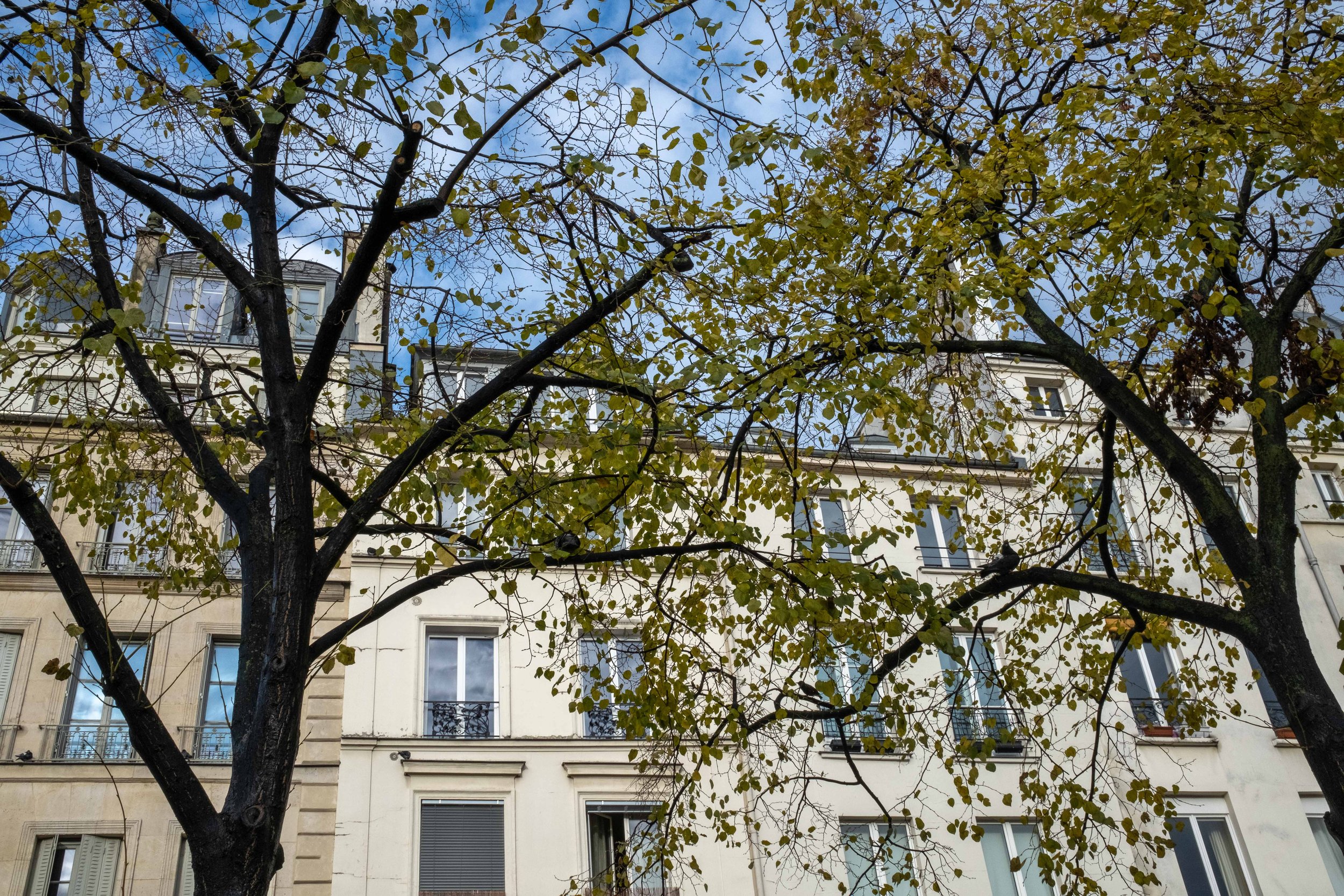 thank you heloise.jpg