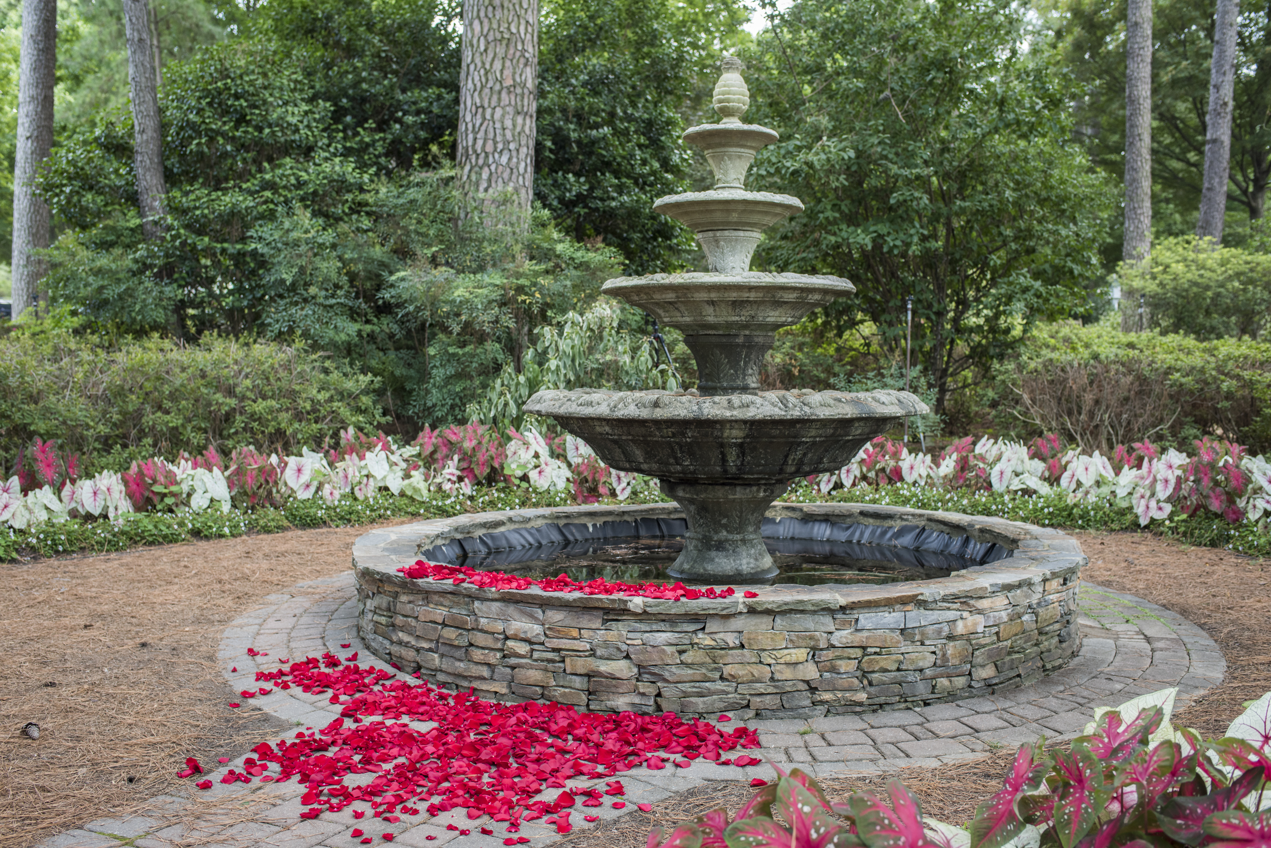Surprise Engagement At Wral Gardens In Raleigh The Papur