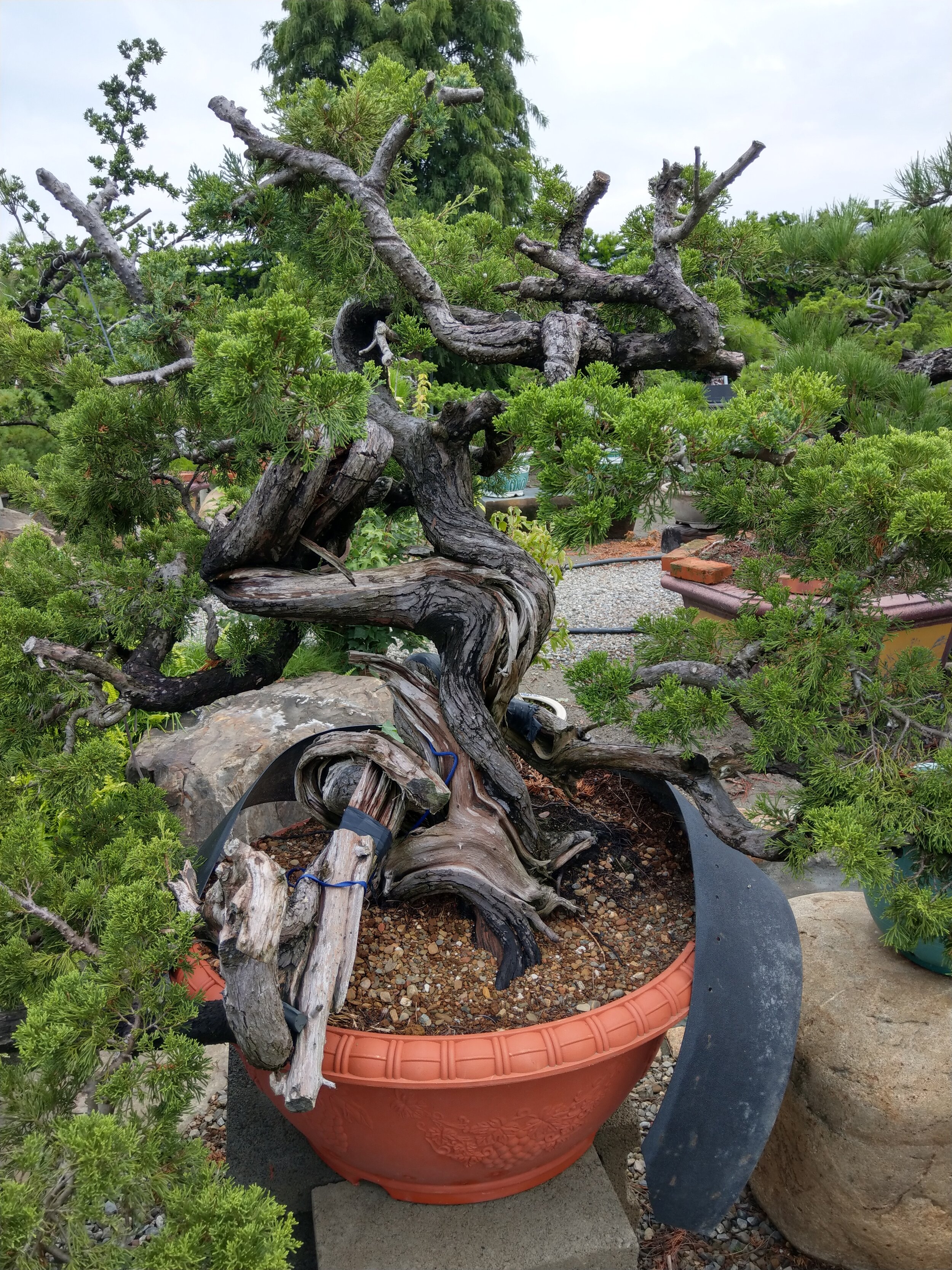 IMAG0912.jpg