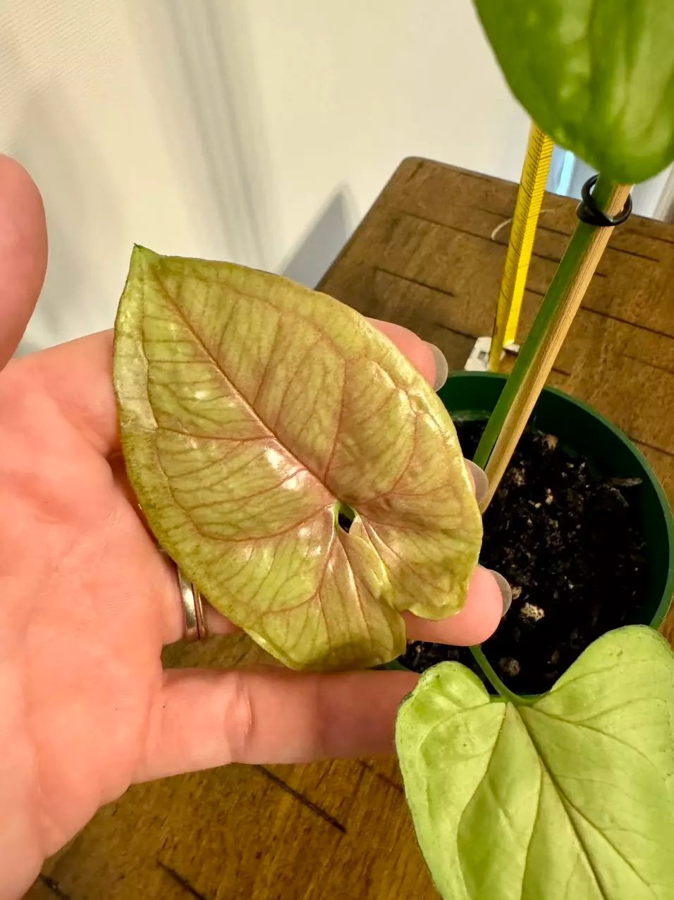 Syngonium Podophyllum “Cream Allusion”