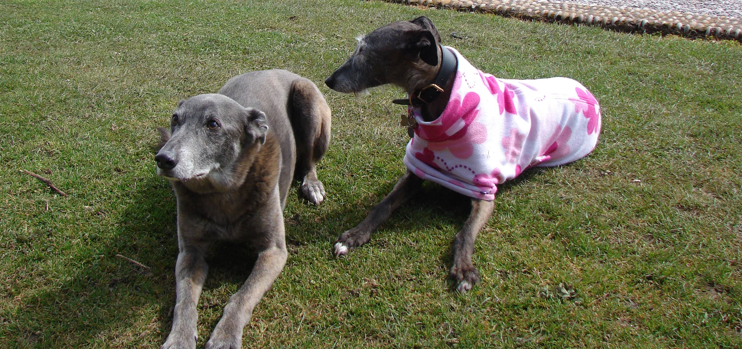 Sightdog rescue charity