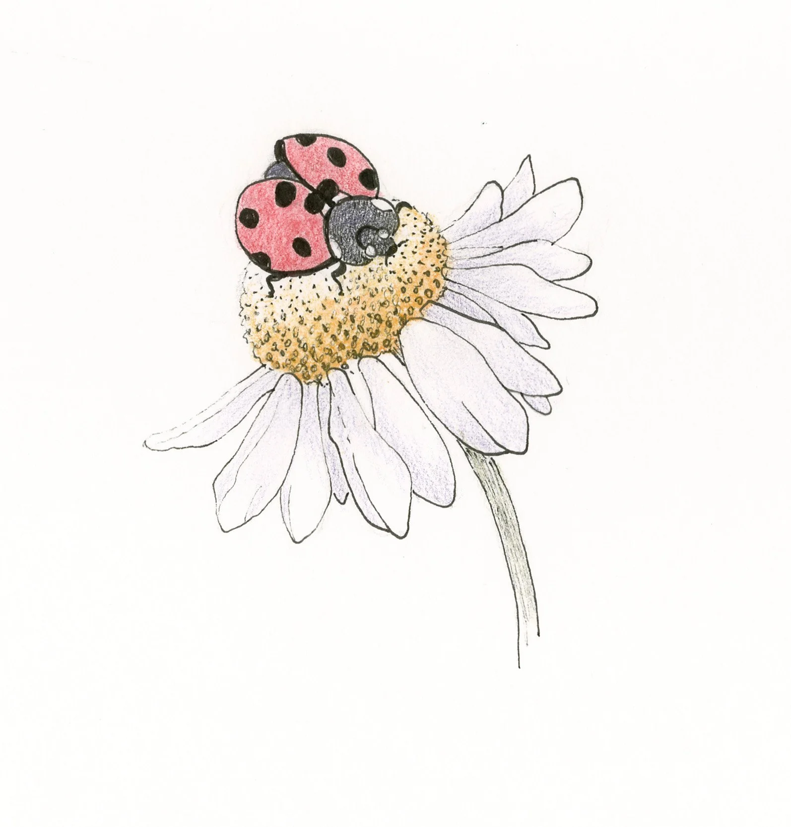 Ladybird beetle