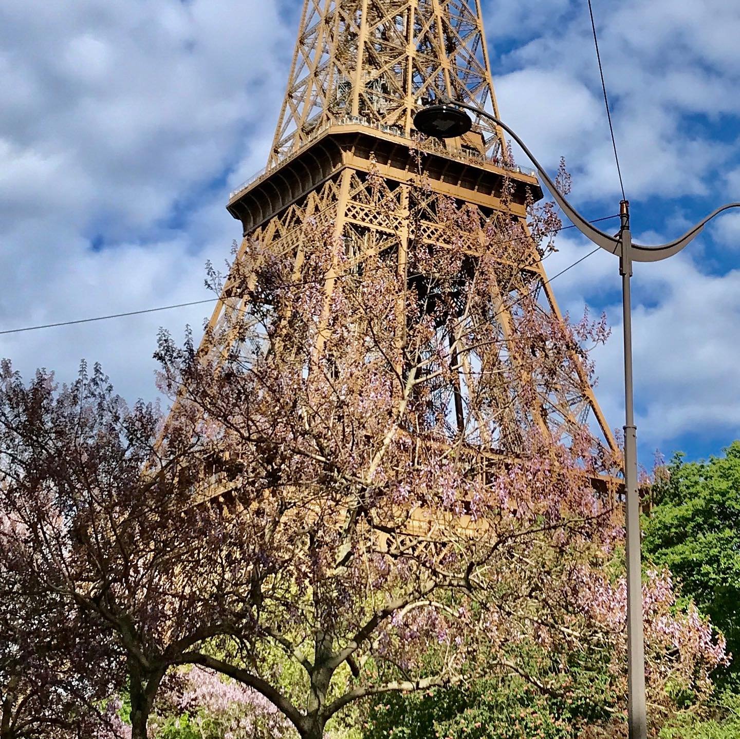 Eiffel-Tower-Japanese-Cherry-Blossom-Trees.jpg