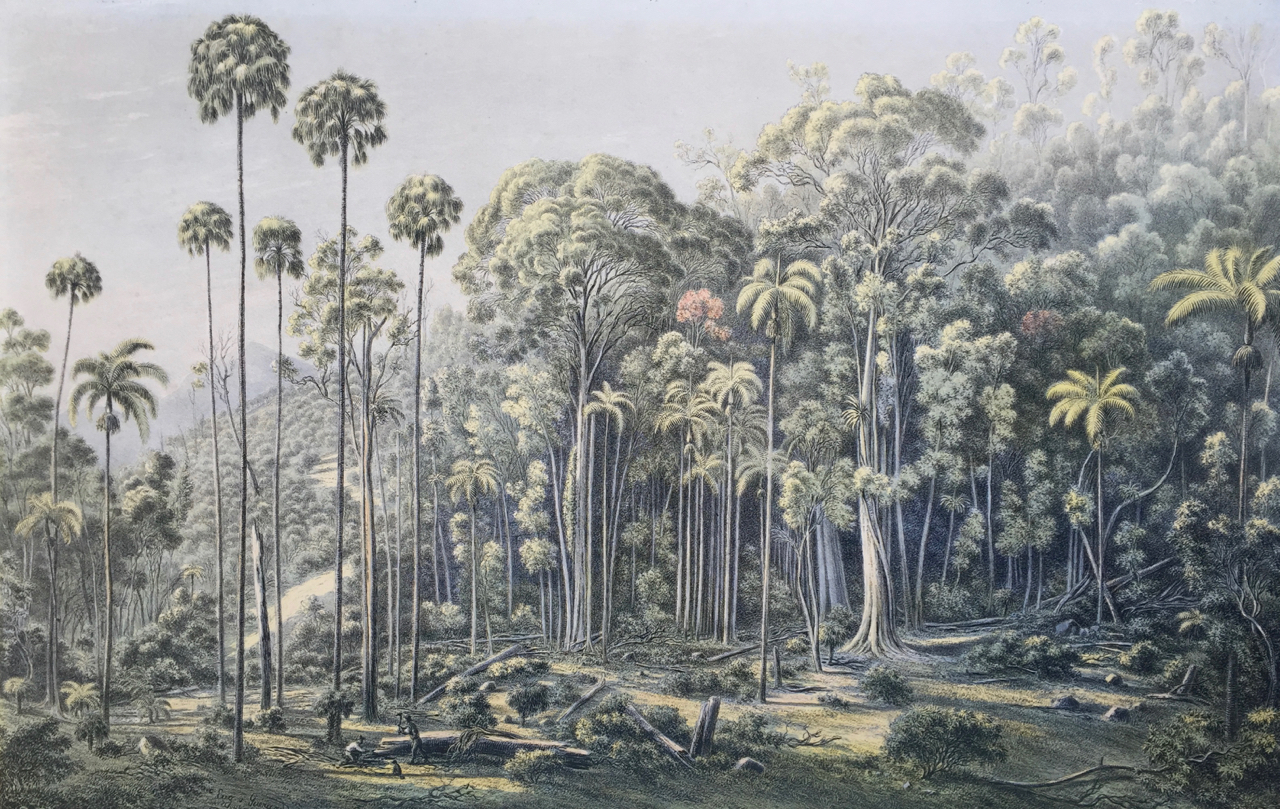 Eugene Von Guerard | Cabbage Tree Forrest American Creek NSW | SOLD