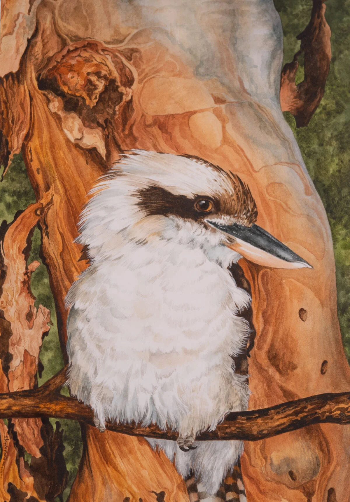 Jane Stapleford | Kookaburra beside an old Gumtree | SOLD