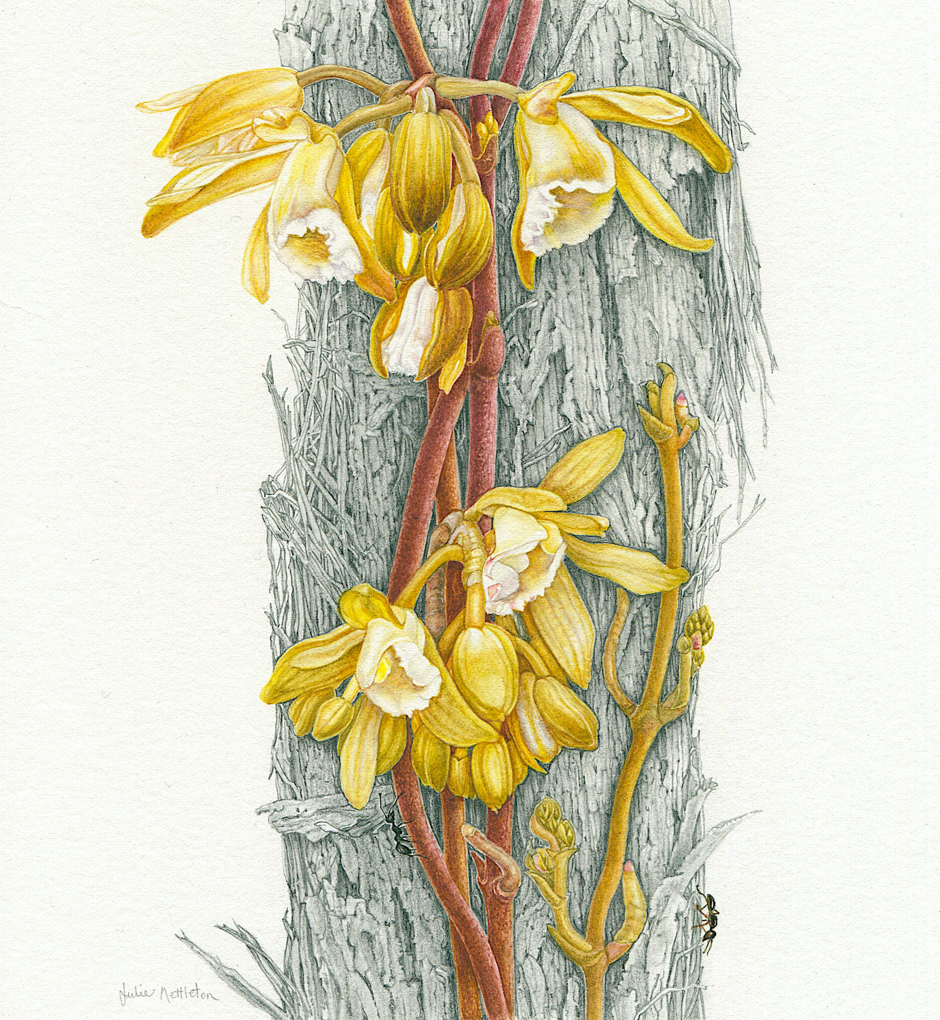 Julie Holcombe | Climbing Orchid and Tea Tree | SOLD
