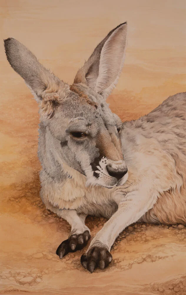 Jane Stapleford |  Young Kangaroo | SOLD