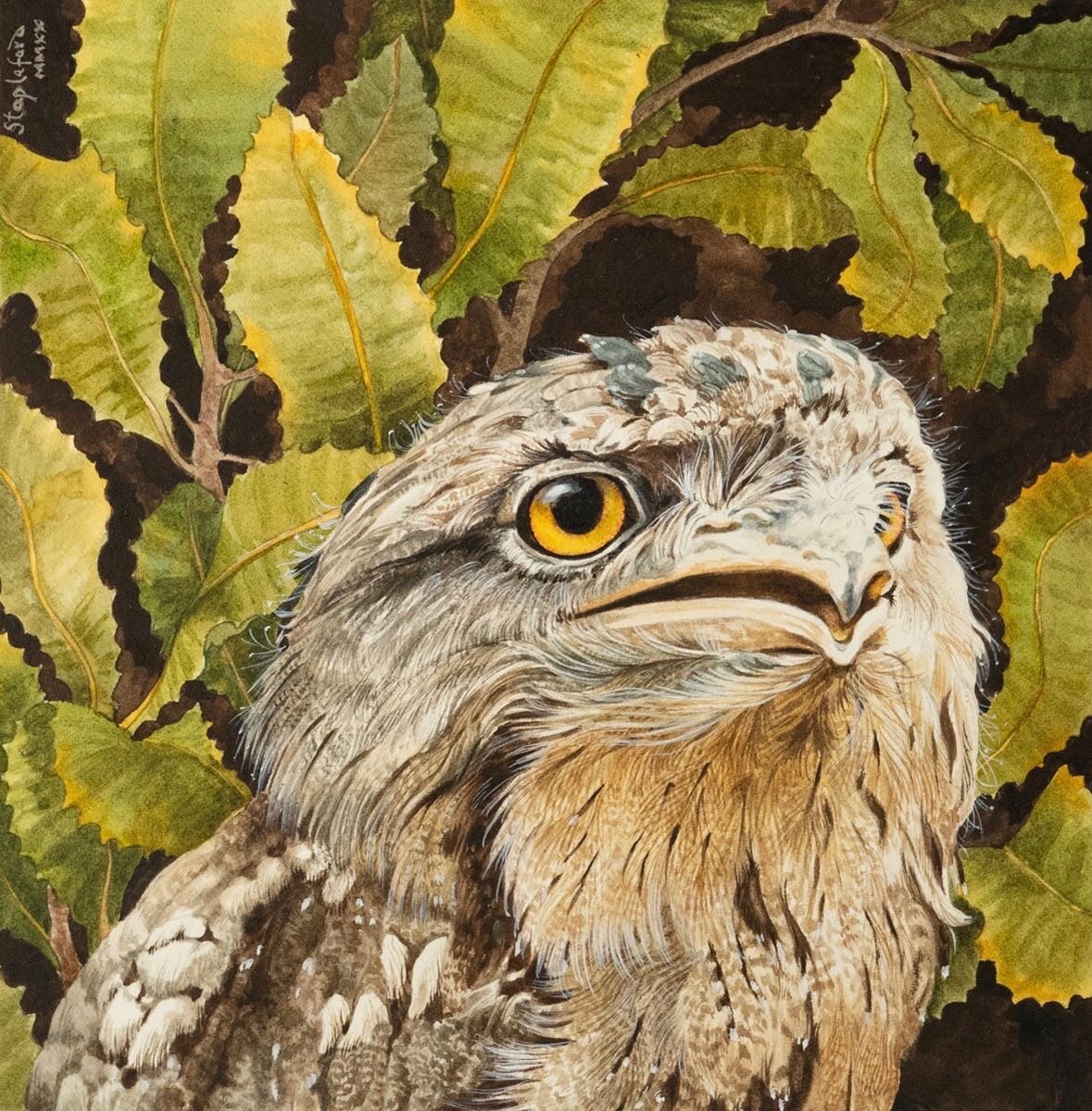 Jane Stapleford | Tawny Frogmouth | SOLD