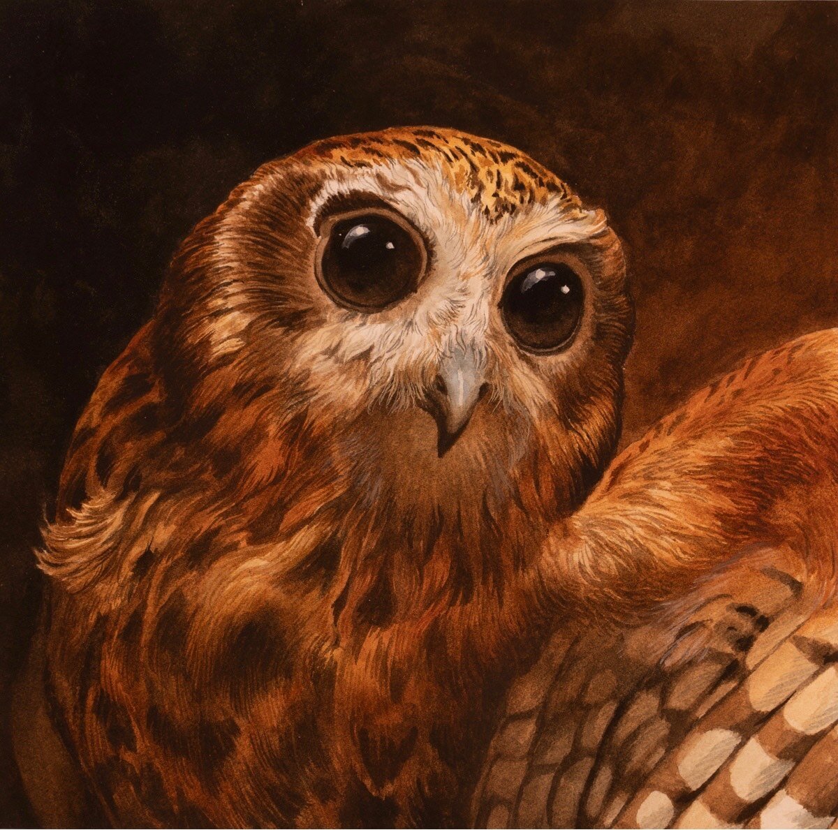 Jane Stapleford | Boobook Owl | SOLD