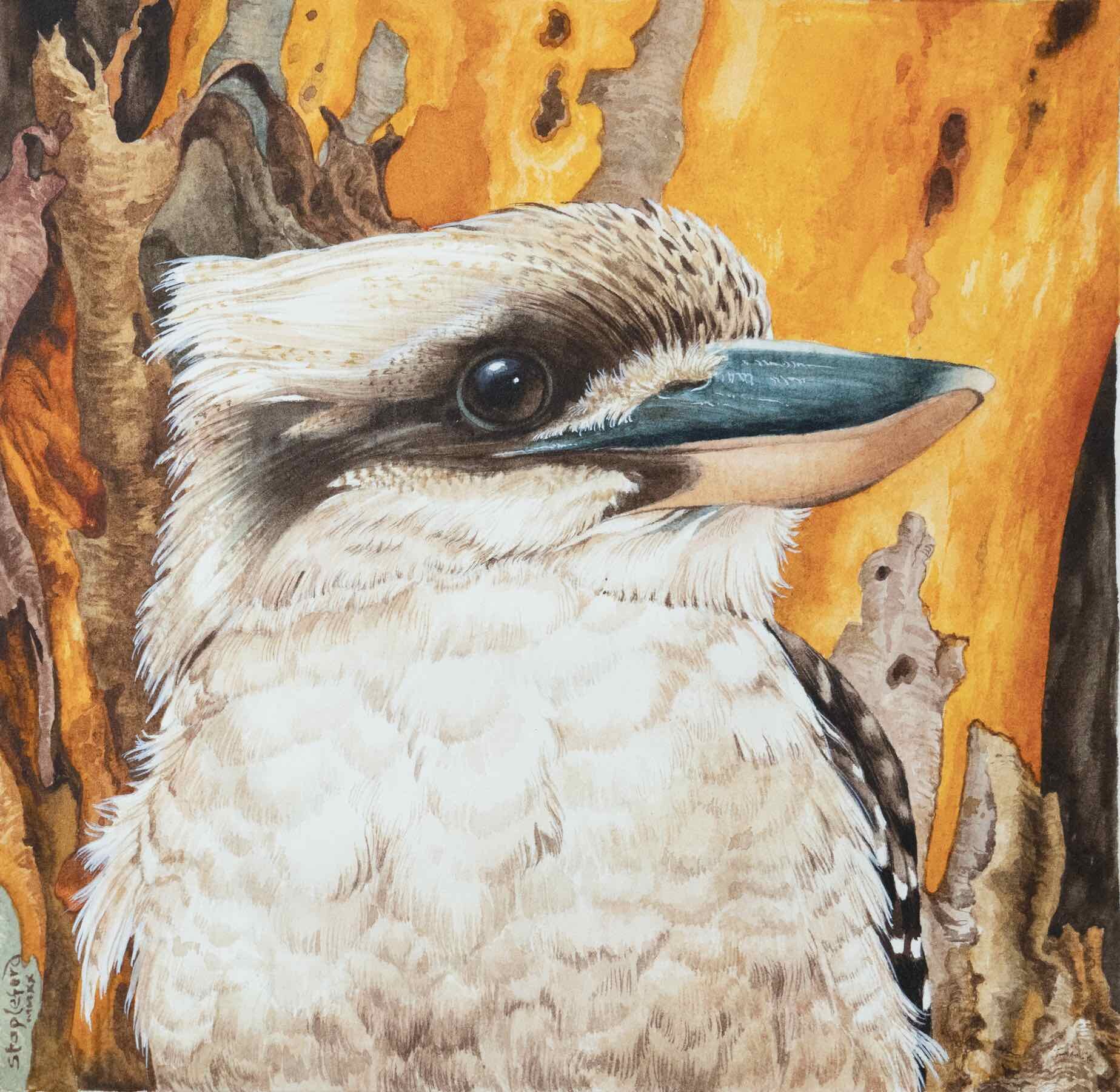 Jane Stapleford | Kookaburra, Red Gum | SOLD