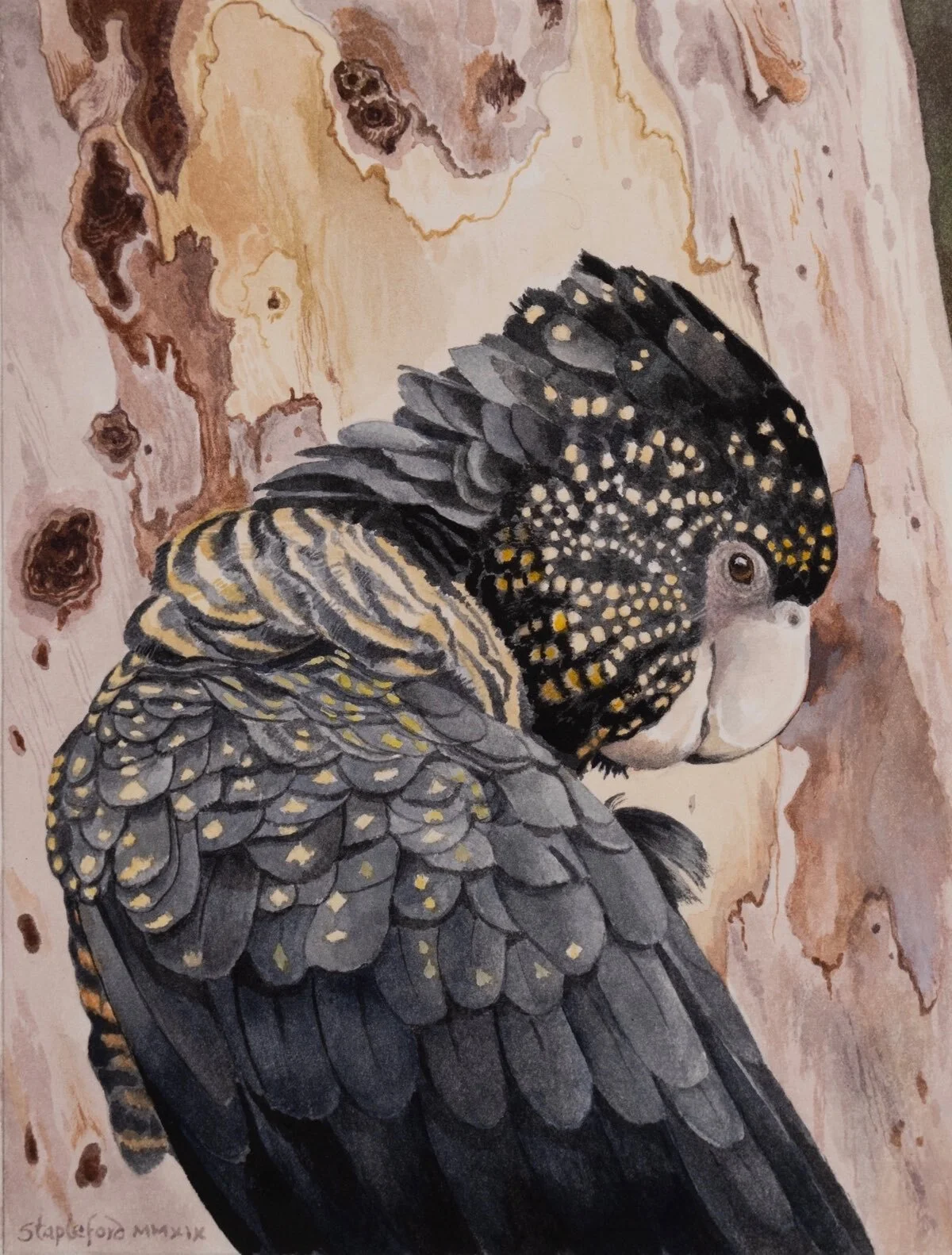 Jane Stapleford | Red-tailed Black Cockatoo | SOLD