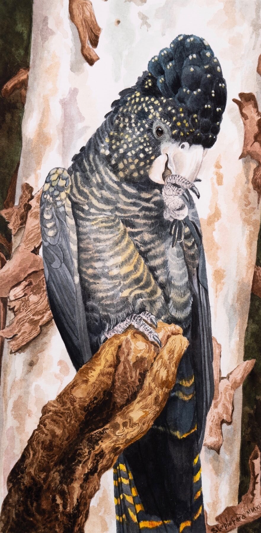 Jane Stapleford | Red-tailed Black Cockatoo | SOLD