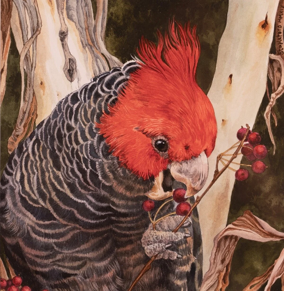 Jane Stapleford | Gang Gang Feasting | SOLD