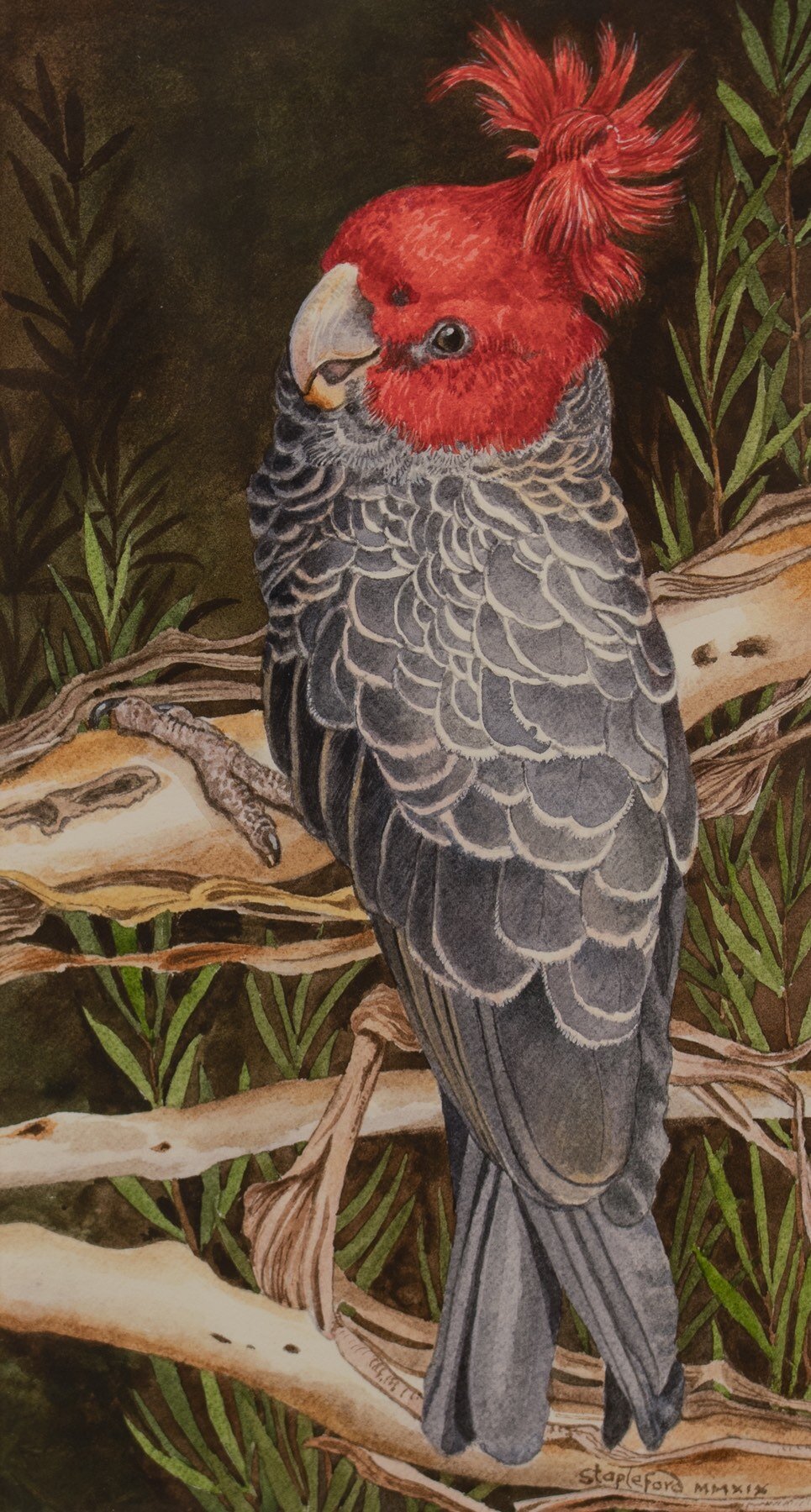 Jane Stapleford | Gang Gang | SOLD