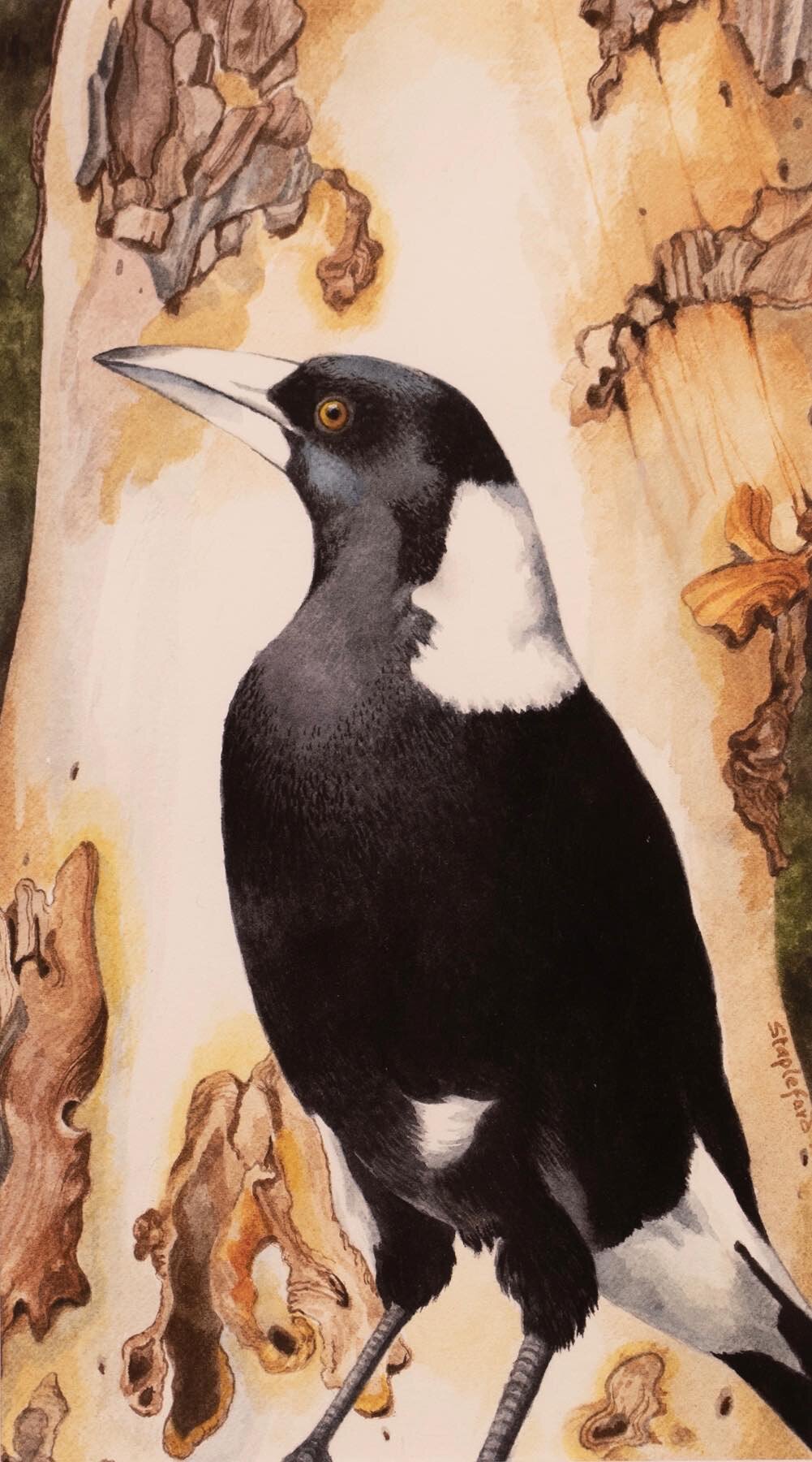 Jane Stapleford | Magpie | SOLD