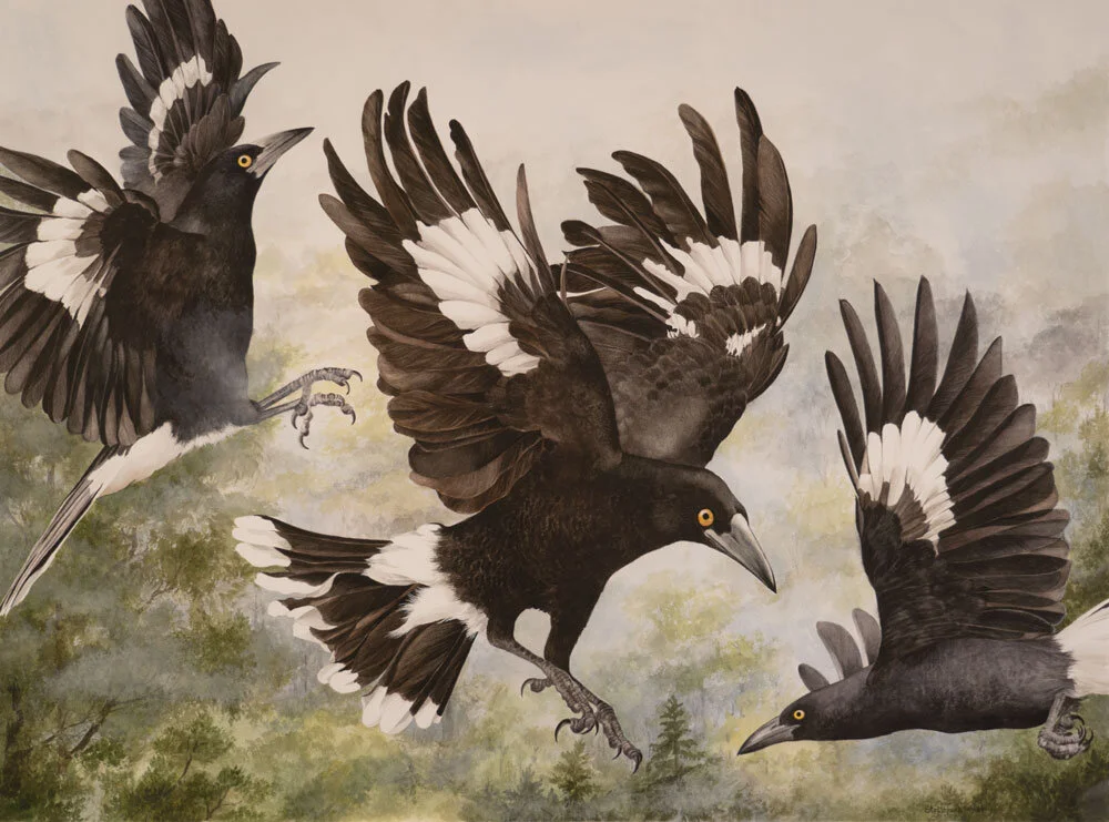 Jane Stapleford | Currawongs - Misty Mountain Day
