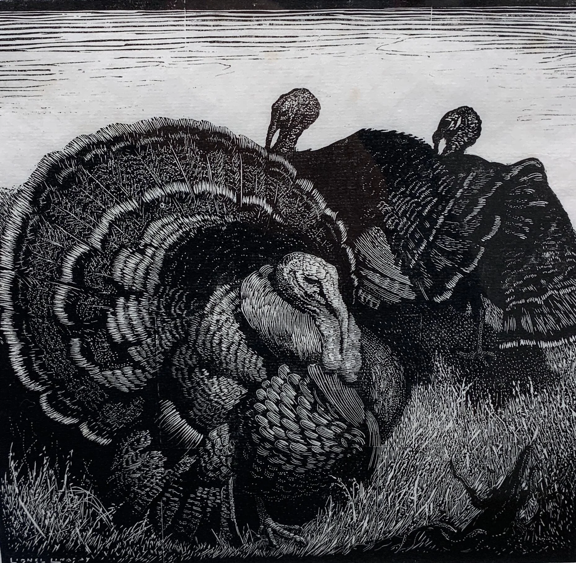 Lionel Lindsay | Heysens Birds | SOLD