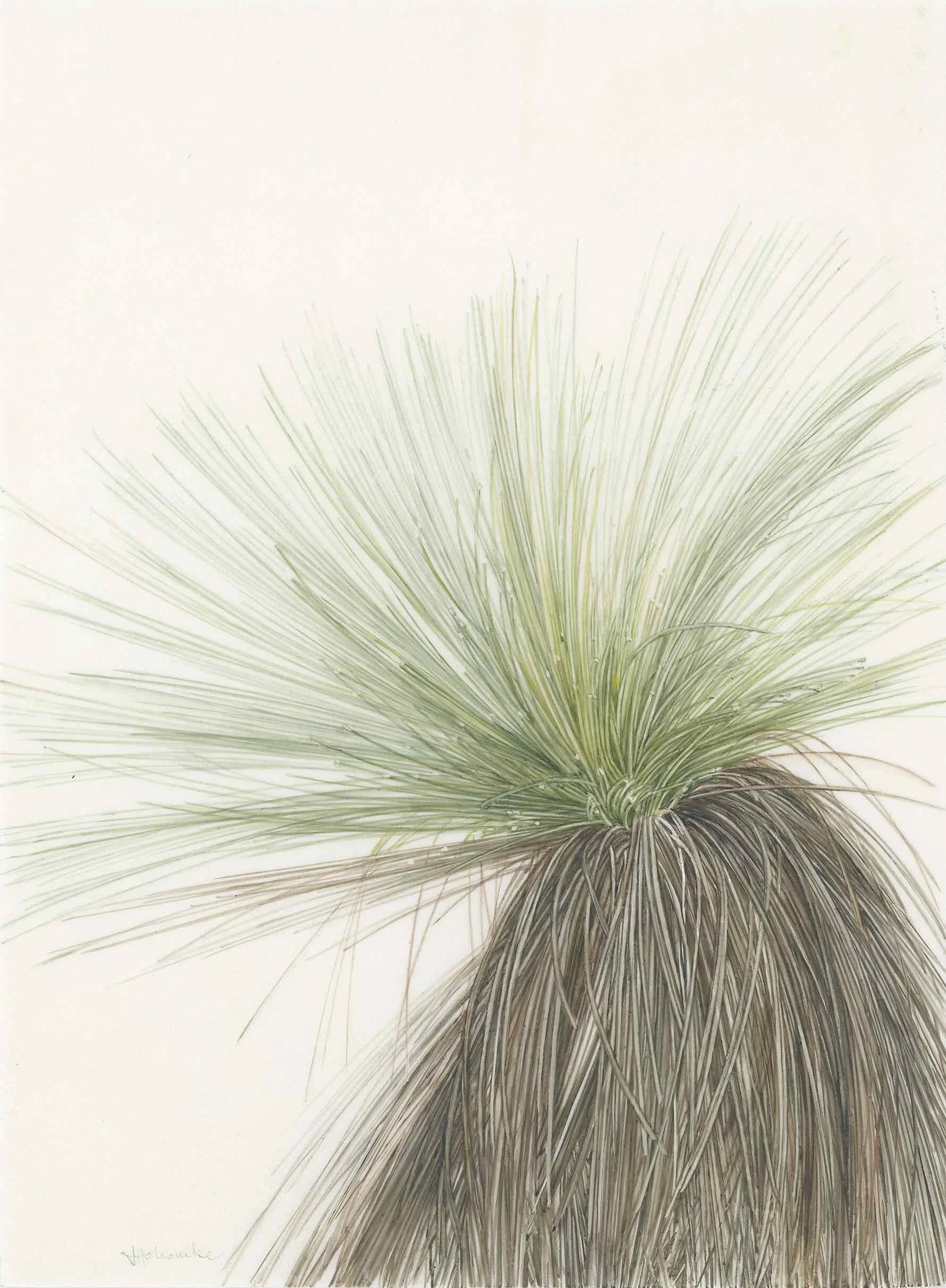 Julie Holcombe | Xanthorrhoea v4 | SOLD