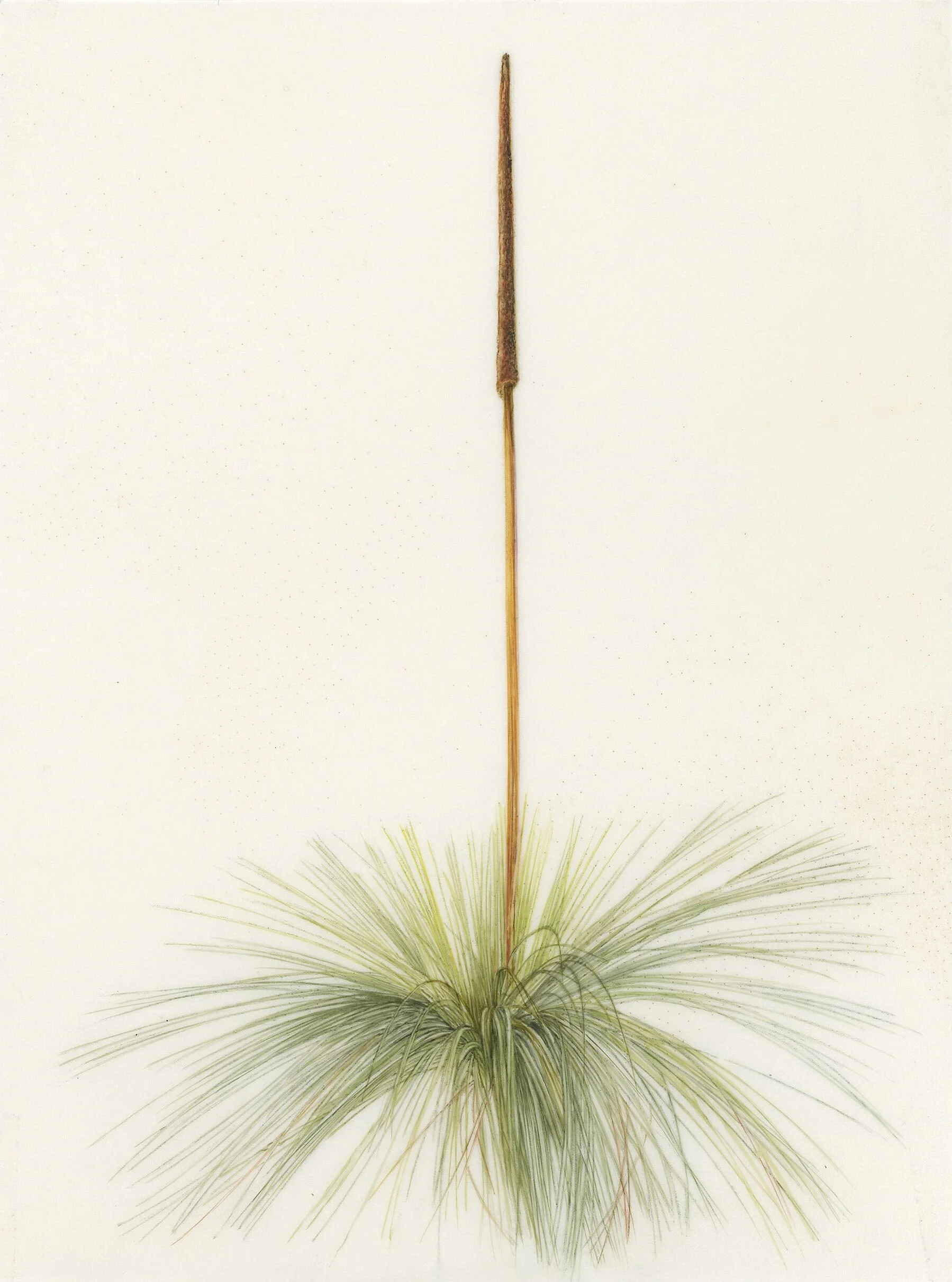 Julie Holcombe | Xanthorrhoea v3 | SOLD 