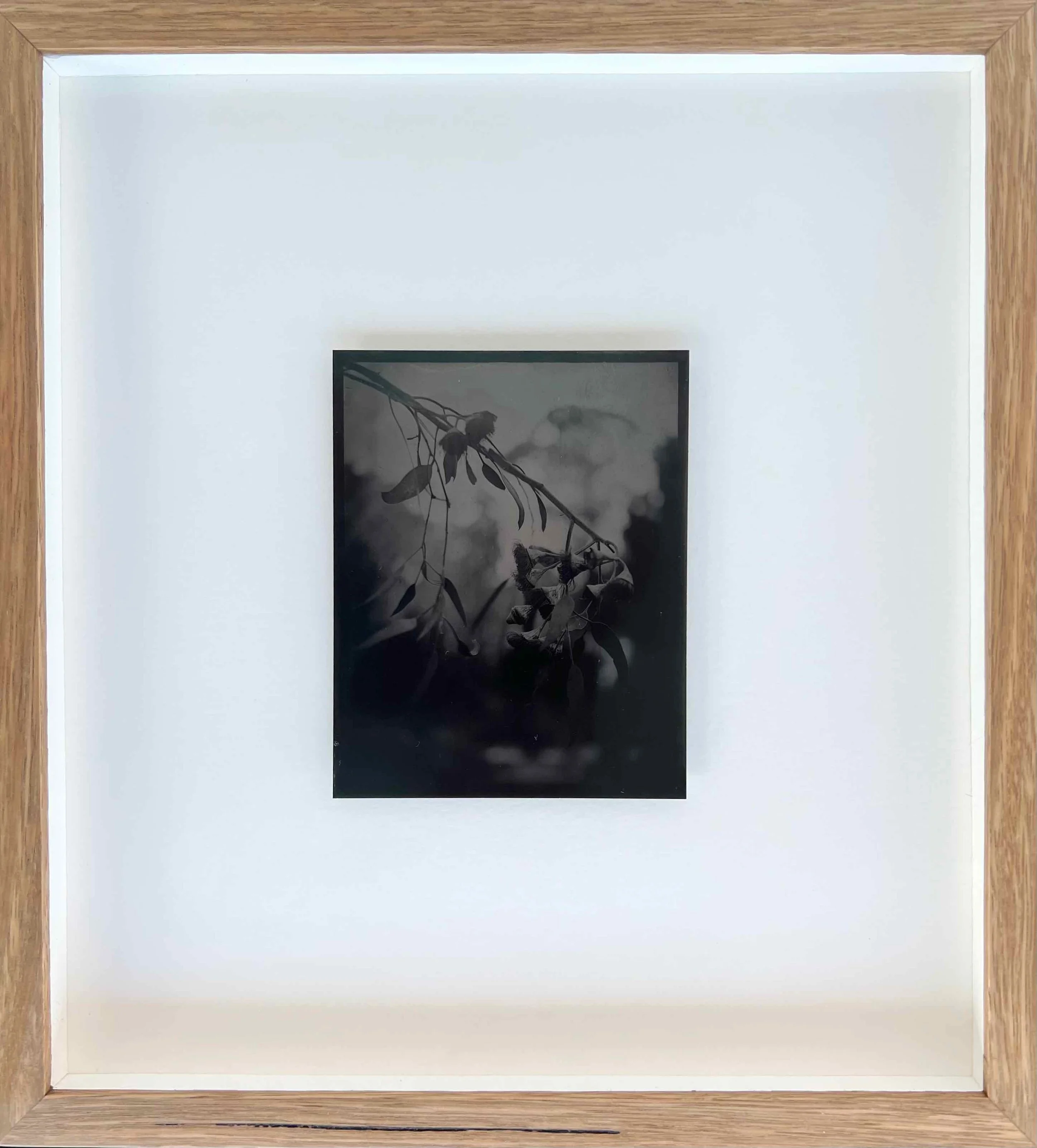 Eloise Maree | Bushflowers V