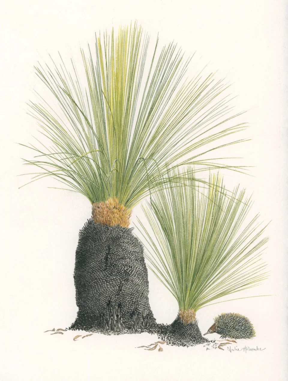 Julie Holcombe | Xanthorrhoea + echidna | SOLD