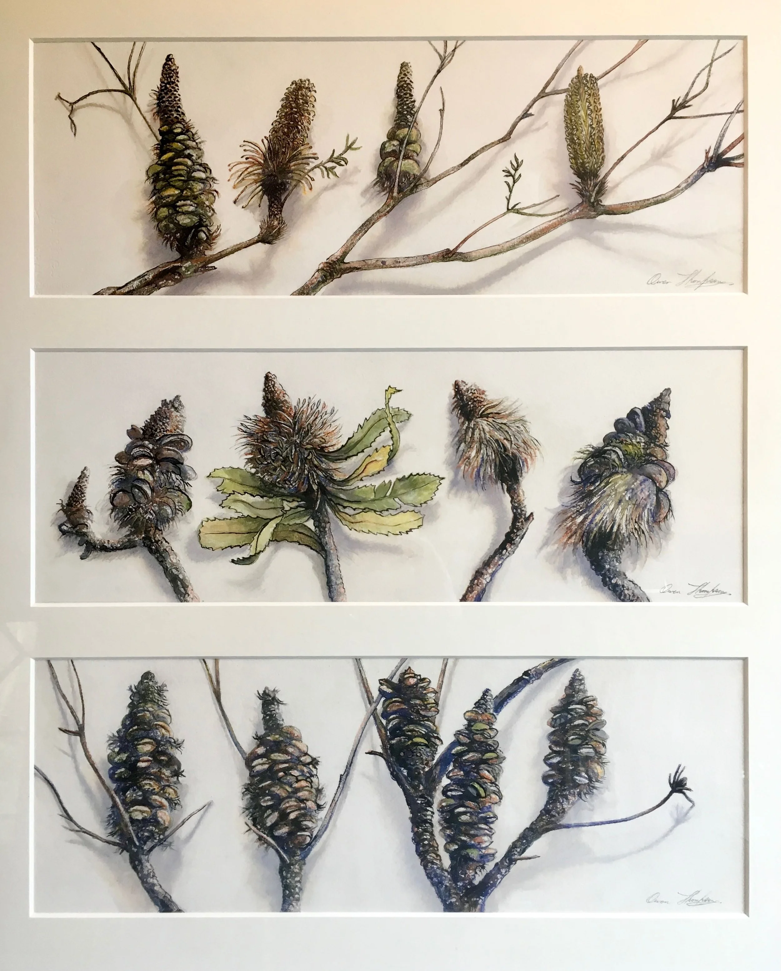 Owen Thompson | Bush Banksias | Triptych 