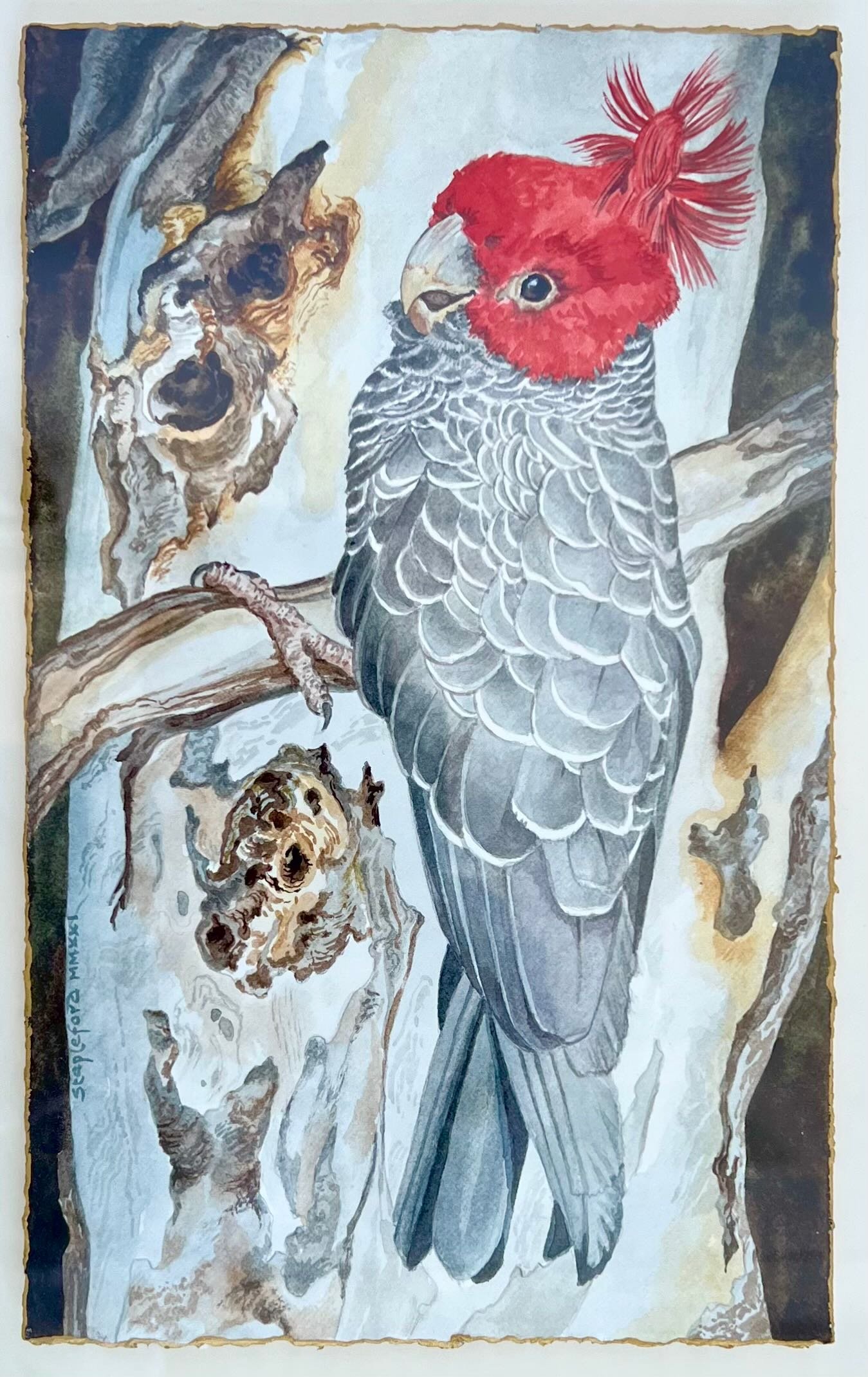 Jane Stapleford | Gang Gang Cockatoo | SOLD