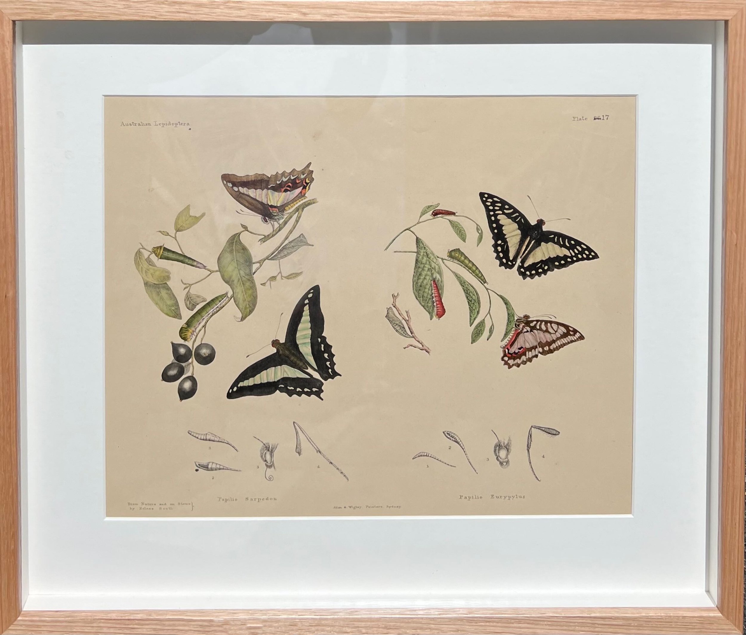 Harriet and Helena Scott | Australian Lepidoptera Plate 17 | SOLD