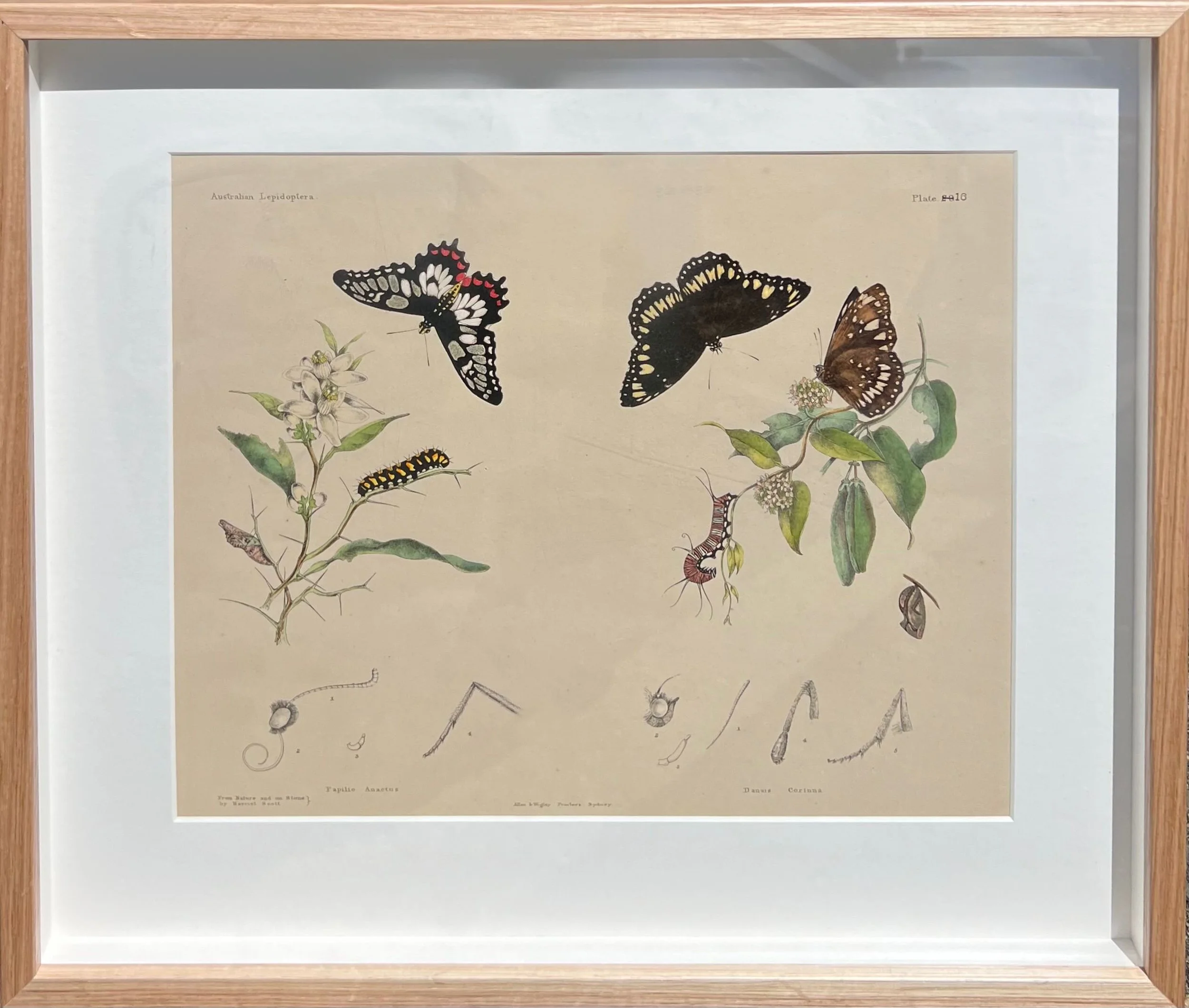 Harriet and Helena Scott | Australian Lepidoptera Plate 16 | SOLD