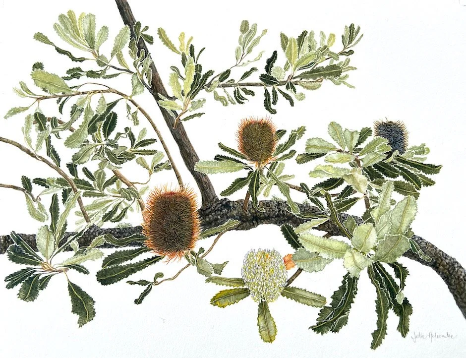 Julie Holcombe | Banksia Branch | SOLD