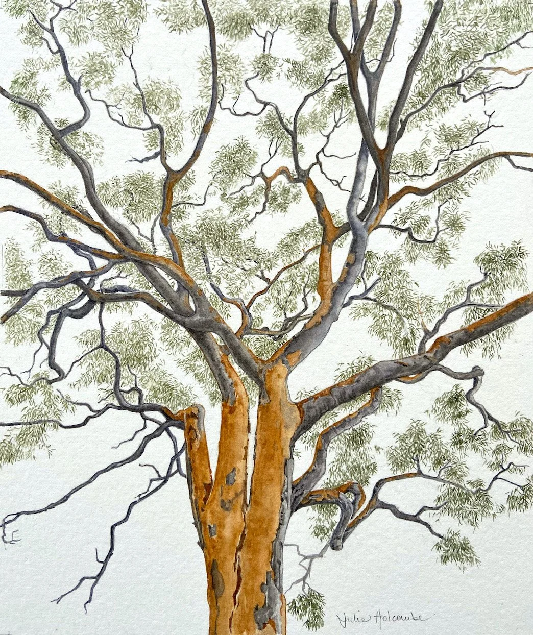 Julie Holcombe | Eucalypt | SOLD