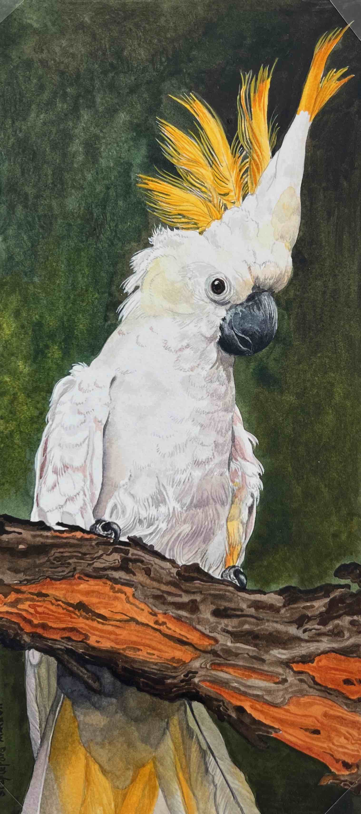 Jane Stapleford | Sulphur Crested Cockatoo | SOLD