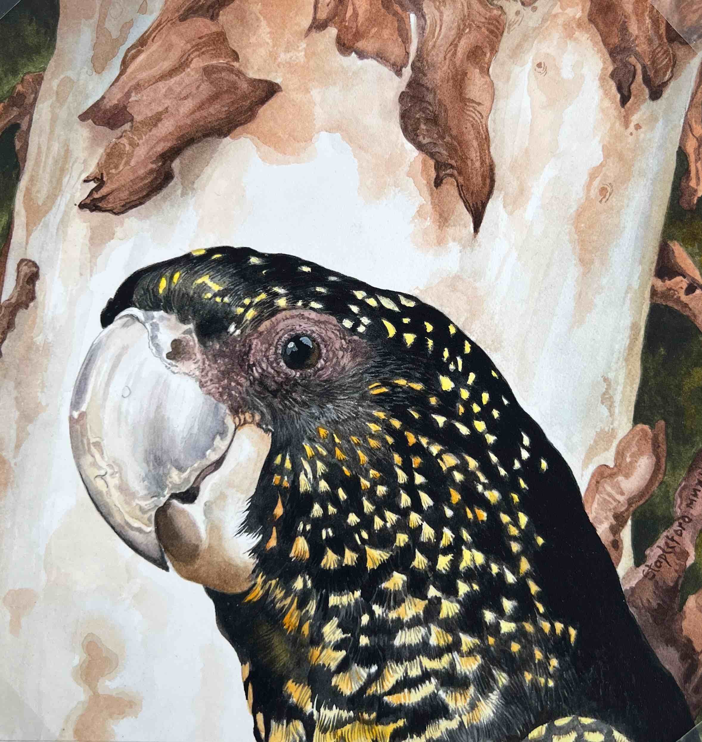 Jane Stapleford | Black Cockatoo | SOLD