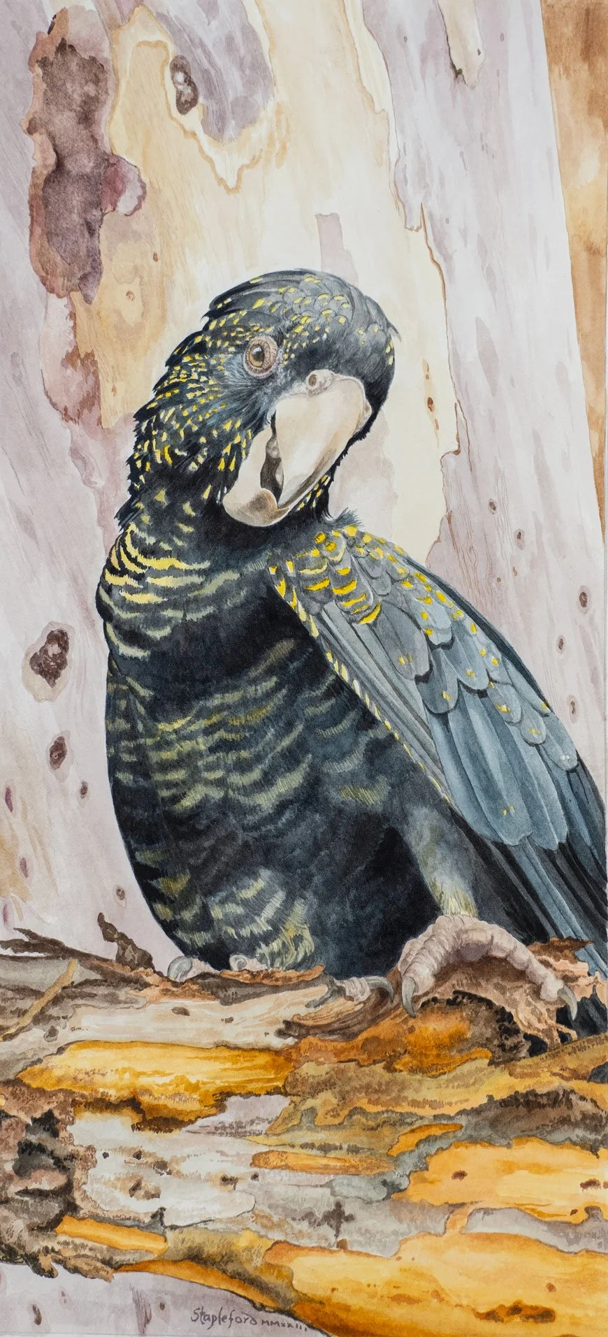 Jane Stapleford | Cockatoo on a branch