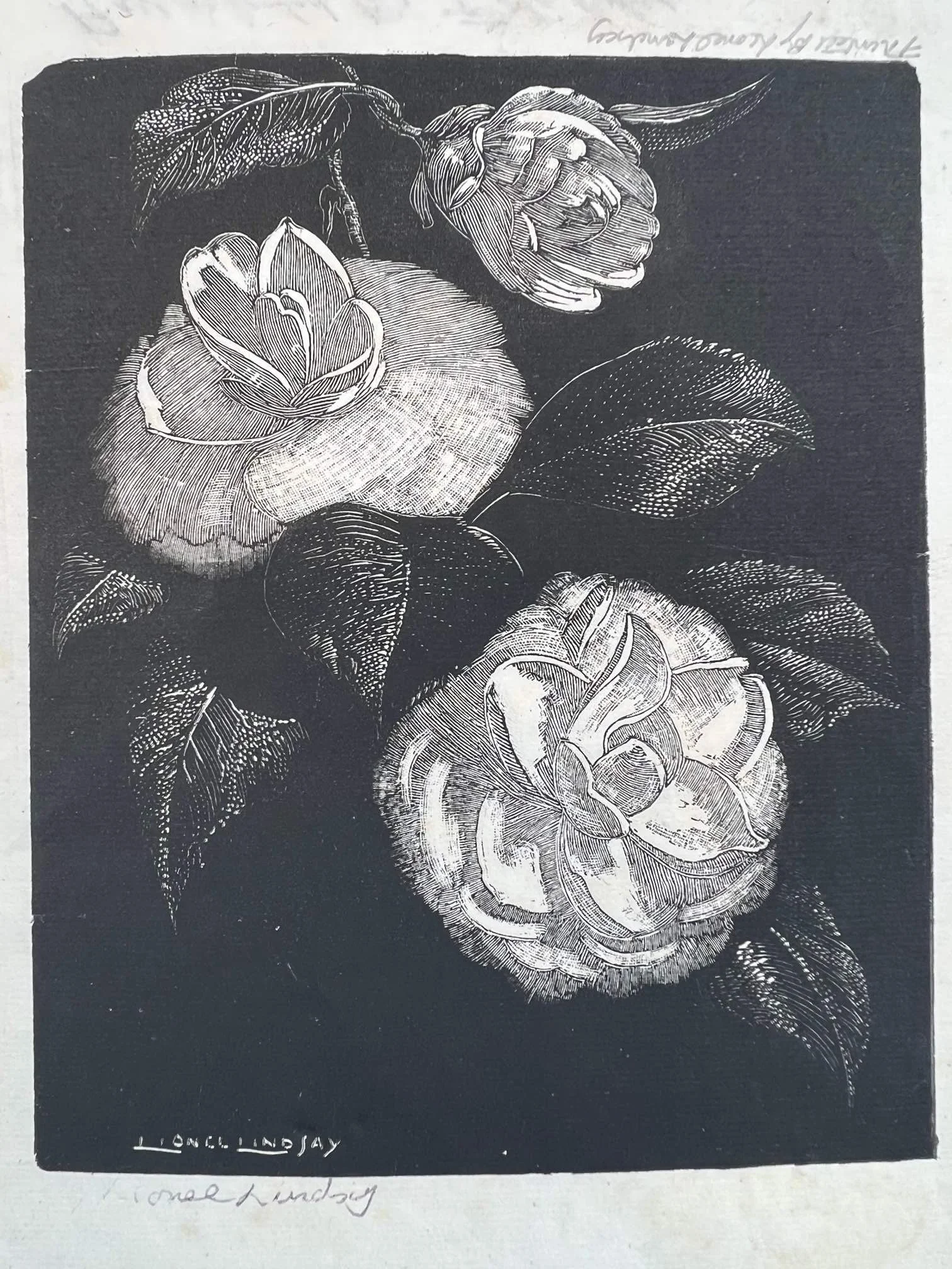 Lionel Lindsay | Camellias 2 1939