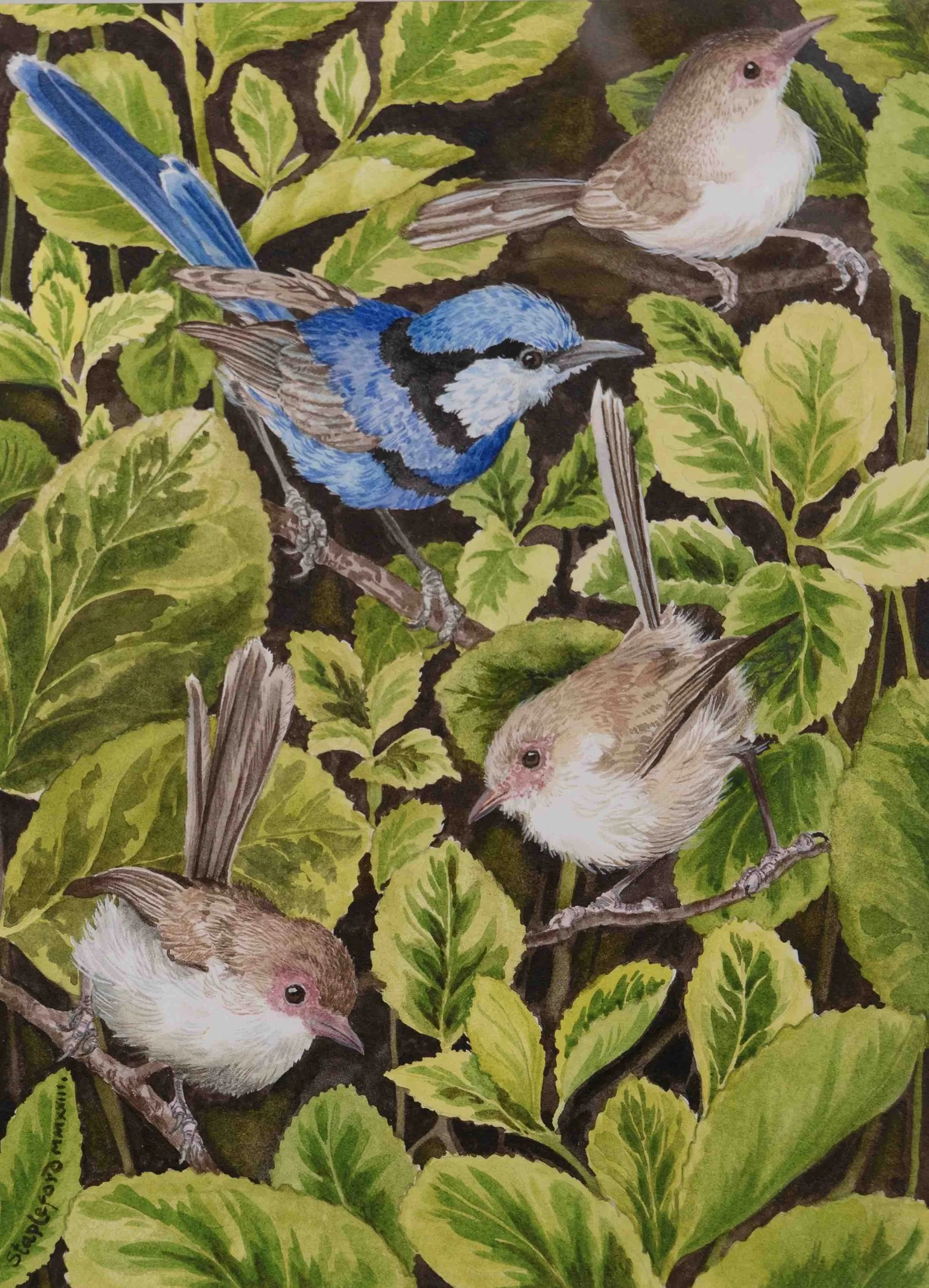 Jane Stapleford | Wrens in the Garden