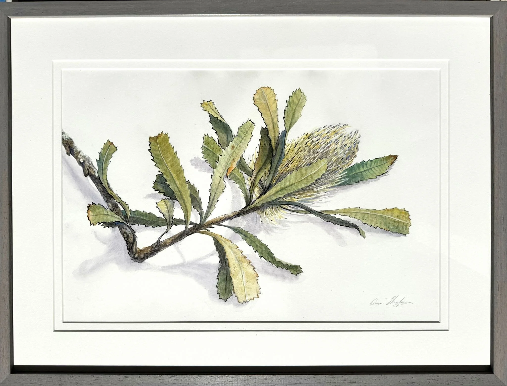 Owen Thompson | Banksia Serrata